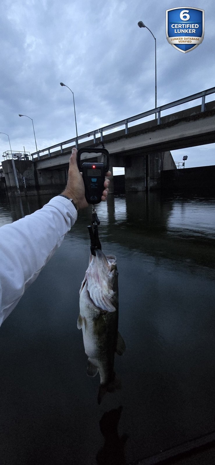 Largemouth Bass catch photo 2