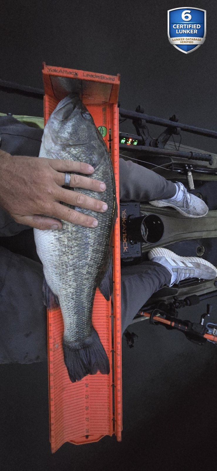 Largemouth Bass catch photo 3
