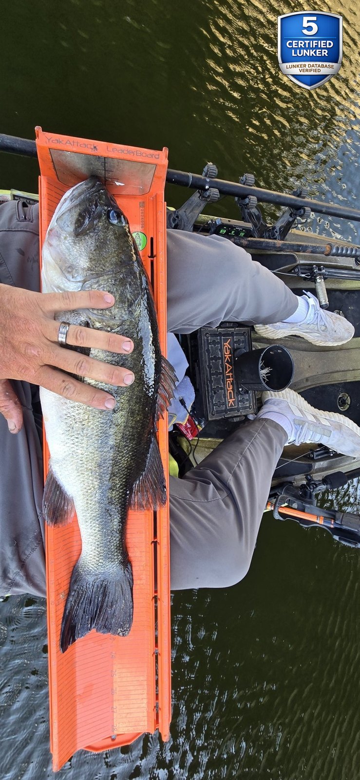 Largemouth Bass catch photo 3