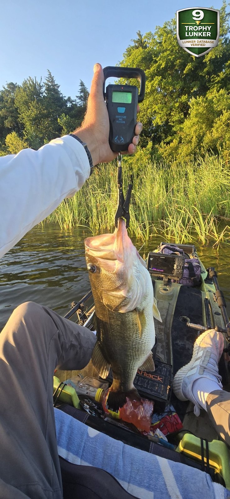 Largemouth Bass catch photo 2