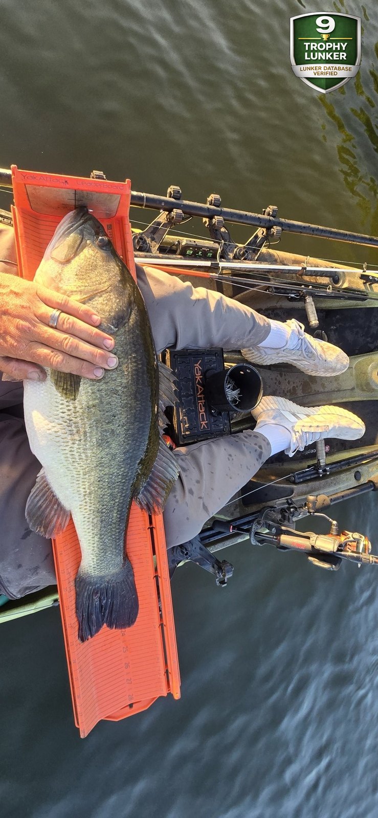 Largemouth Bass catch photo 3
