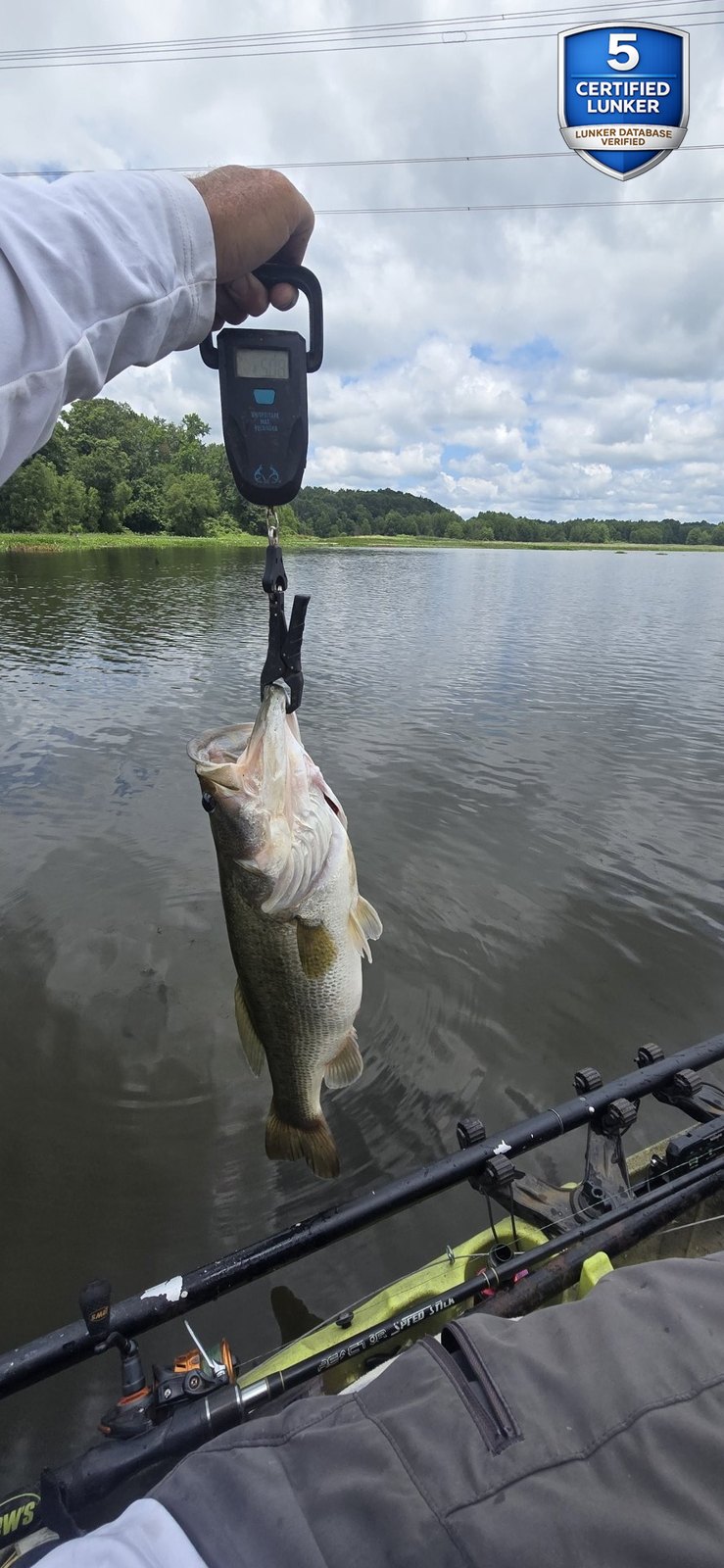 Largemouth Bass catch photo 2