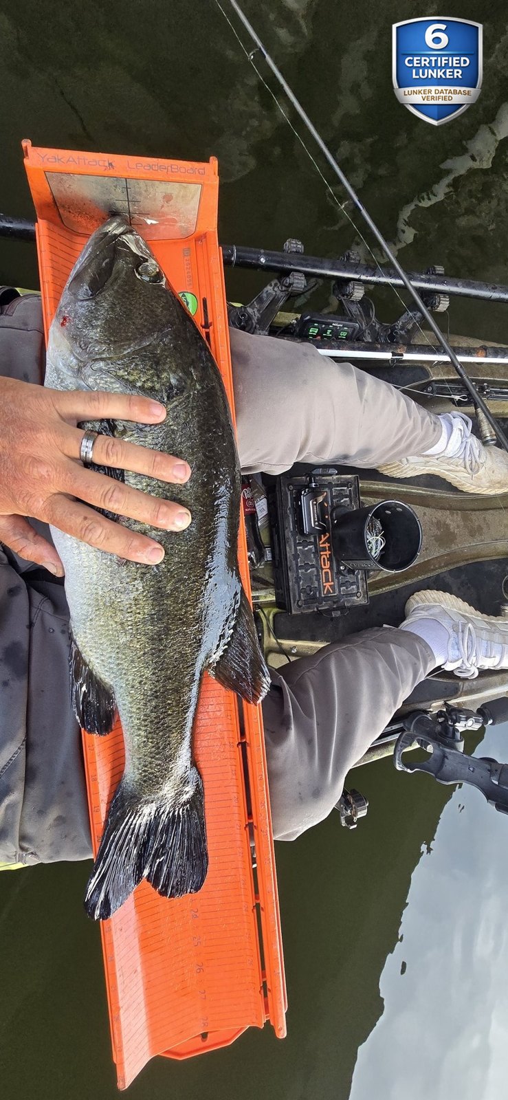 Largemouth Bass catch photo 3