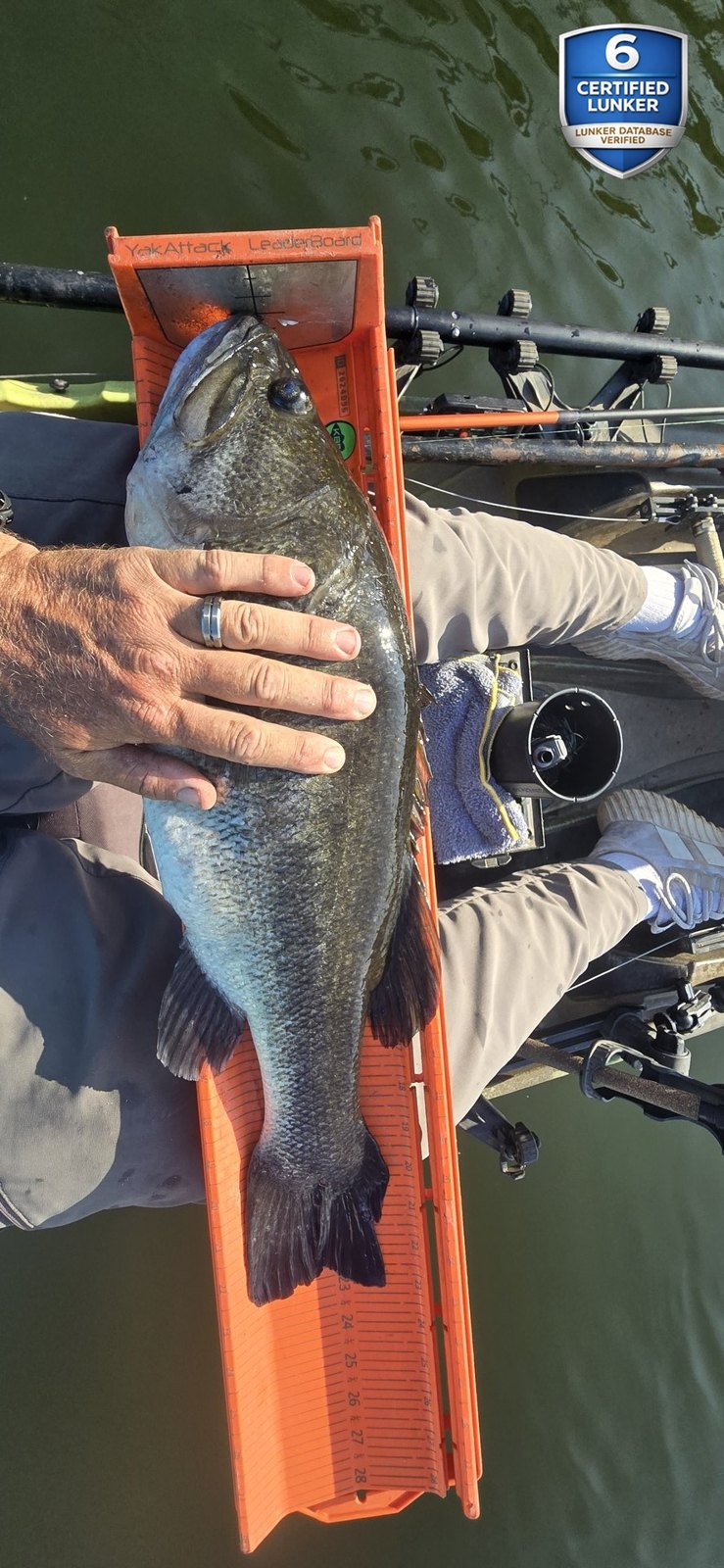 Largemouth Bass catch photo 3