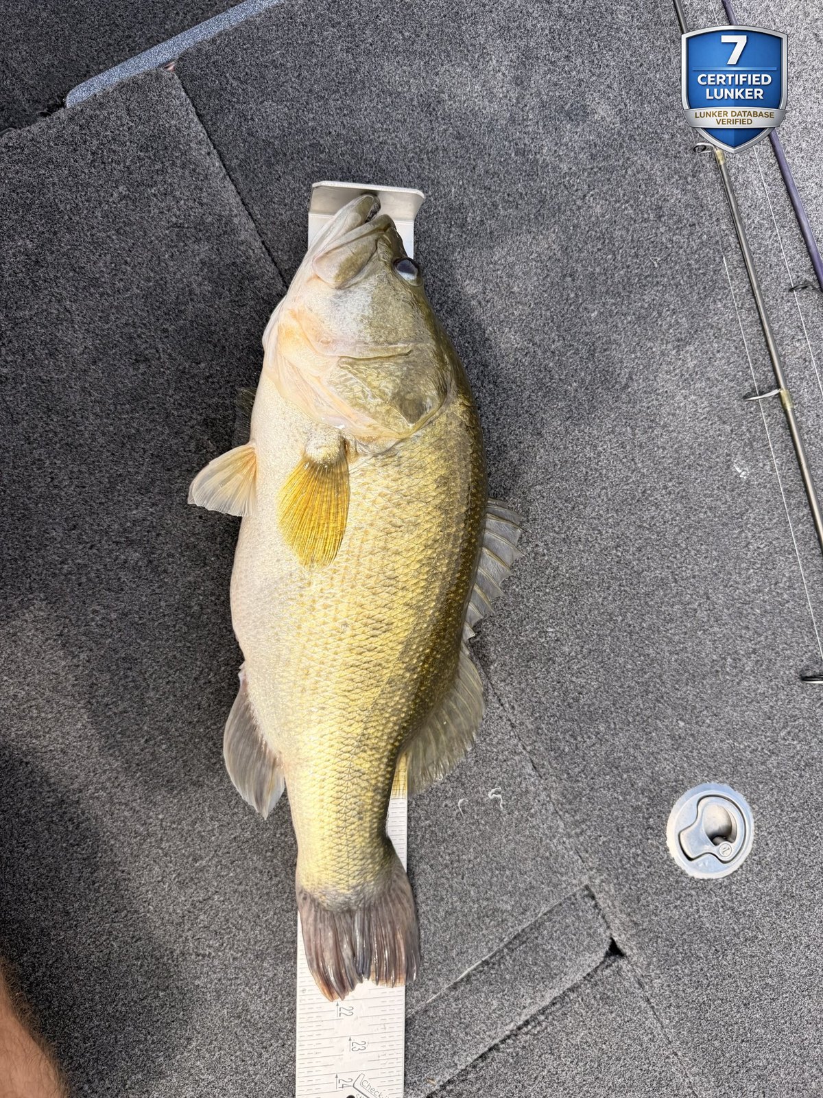 Largemouth Bass catch photo 3