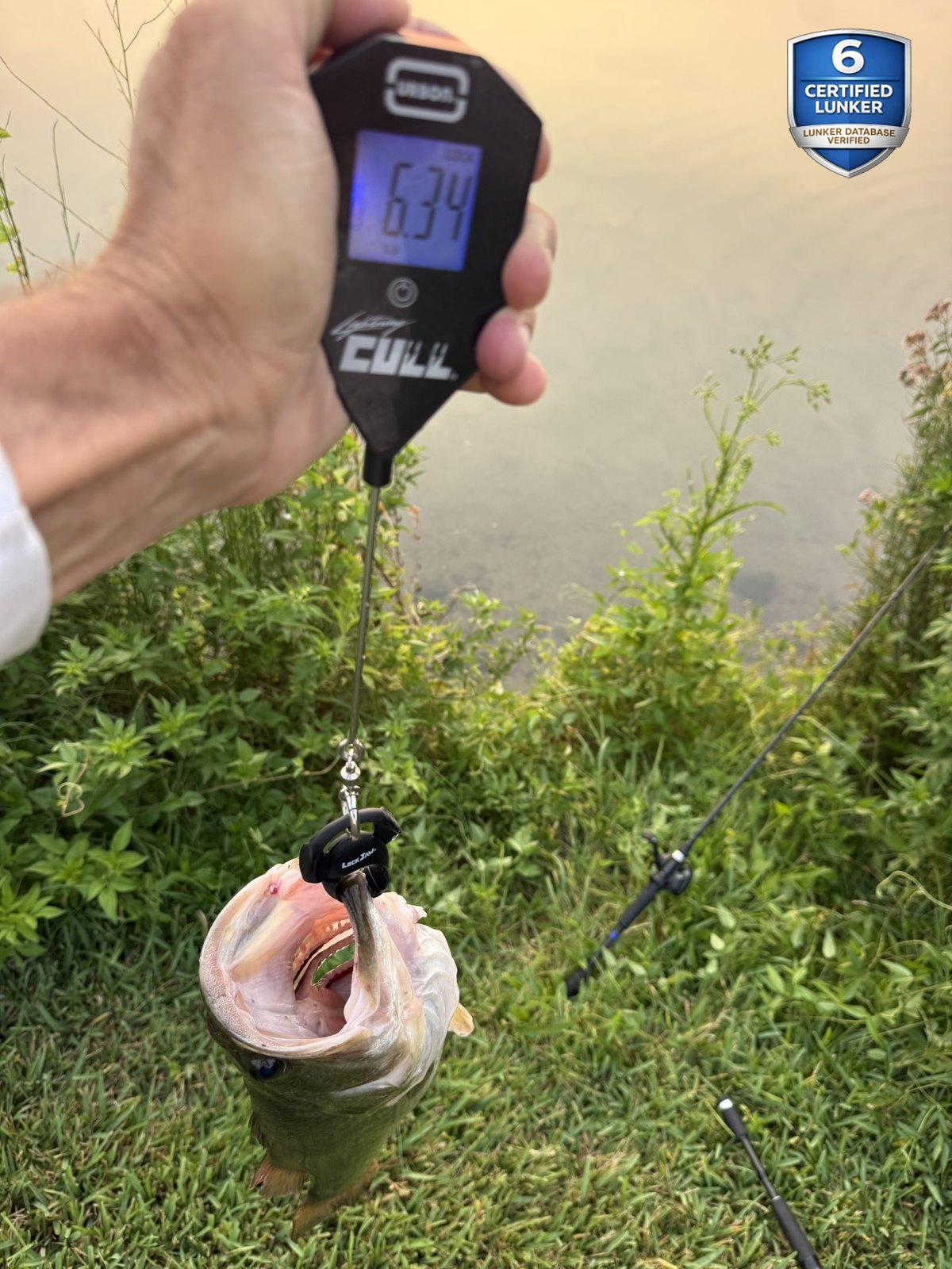 Largemouth Bass catch photo 2