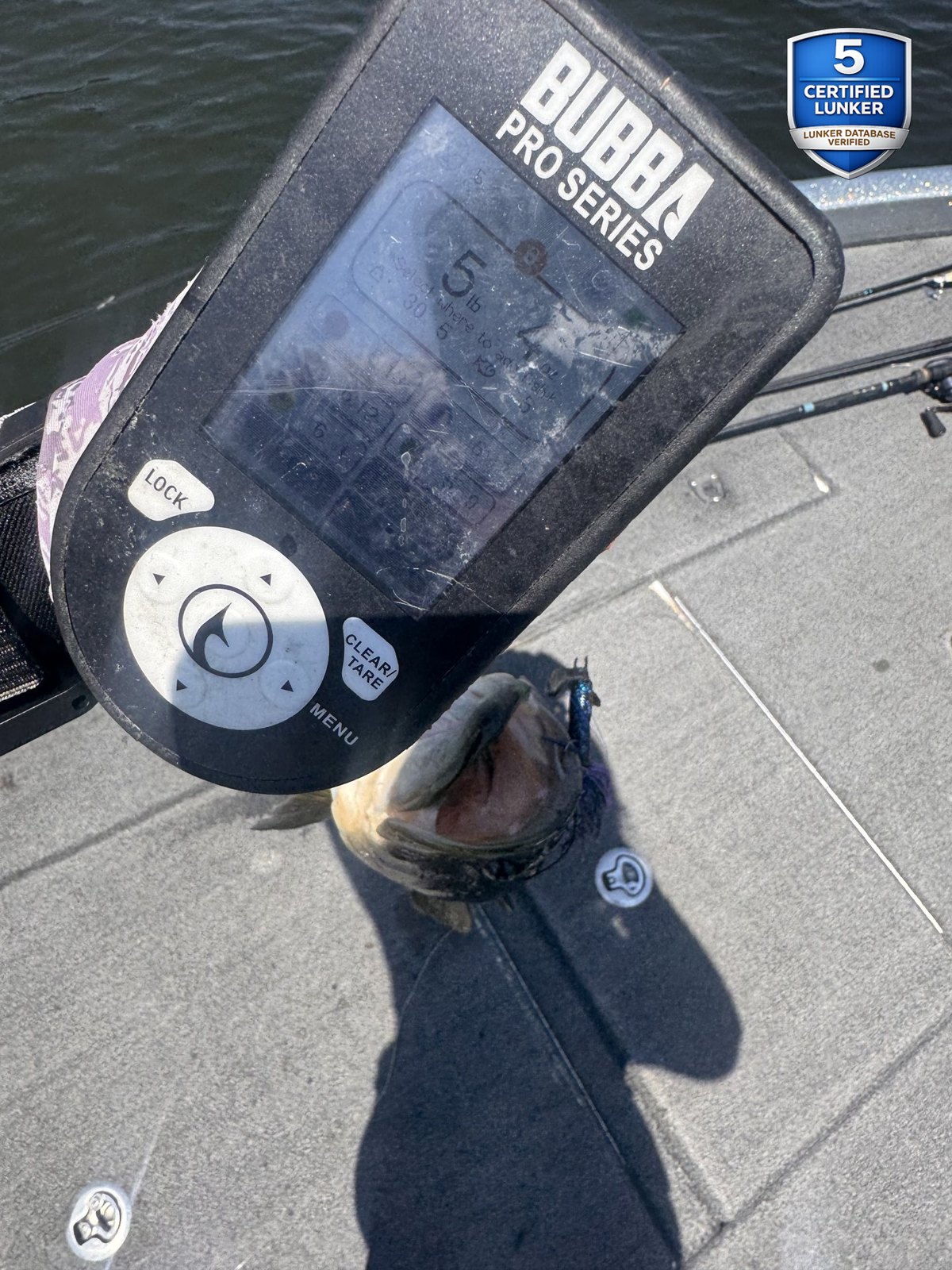 Largemouth Bass catch photo 2