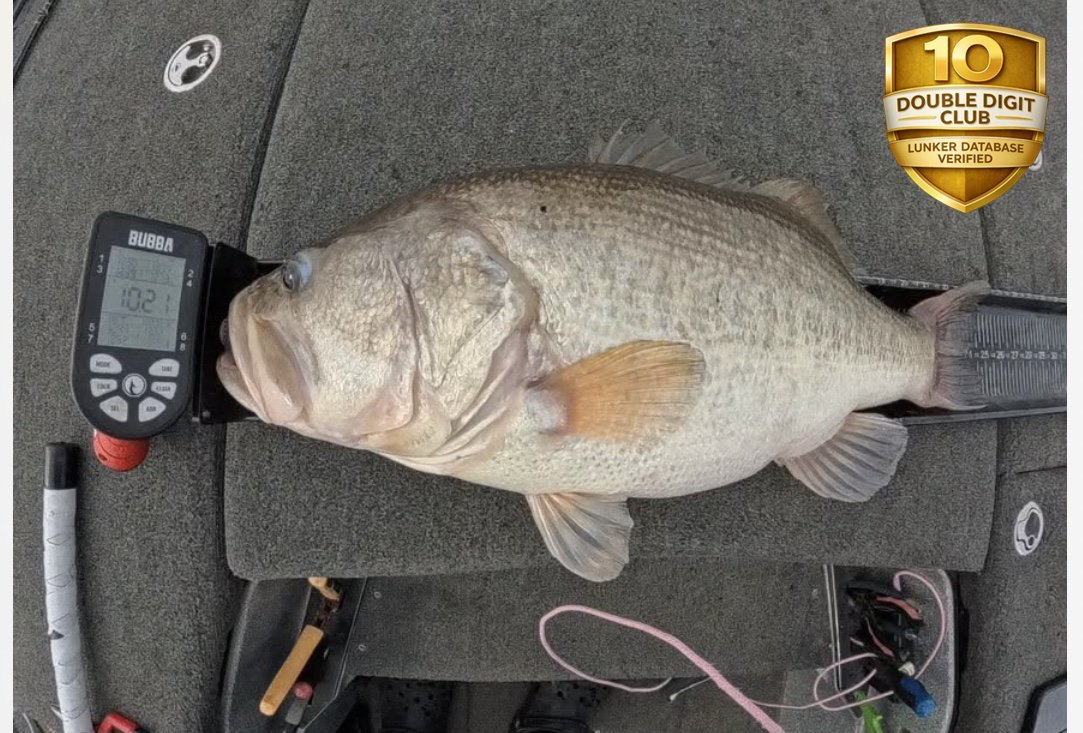 Largemouth Bass catch photo 3