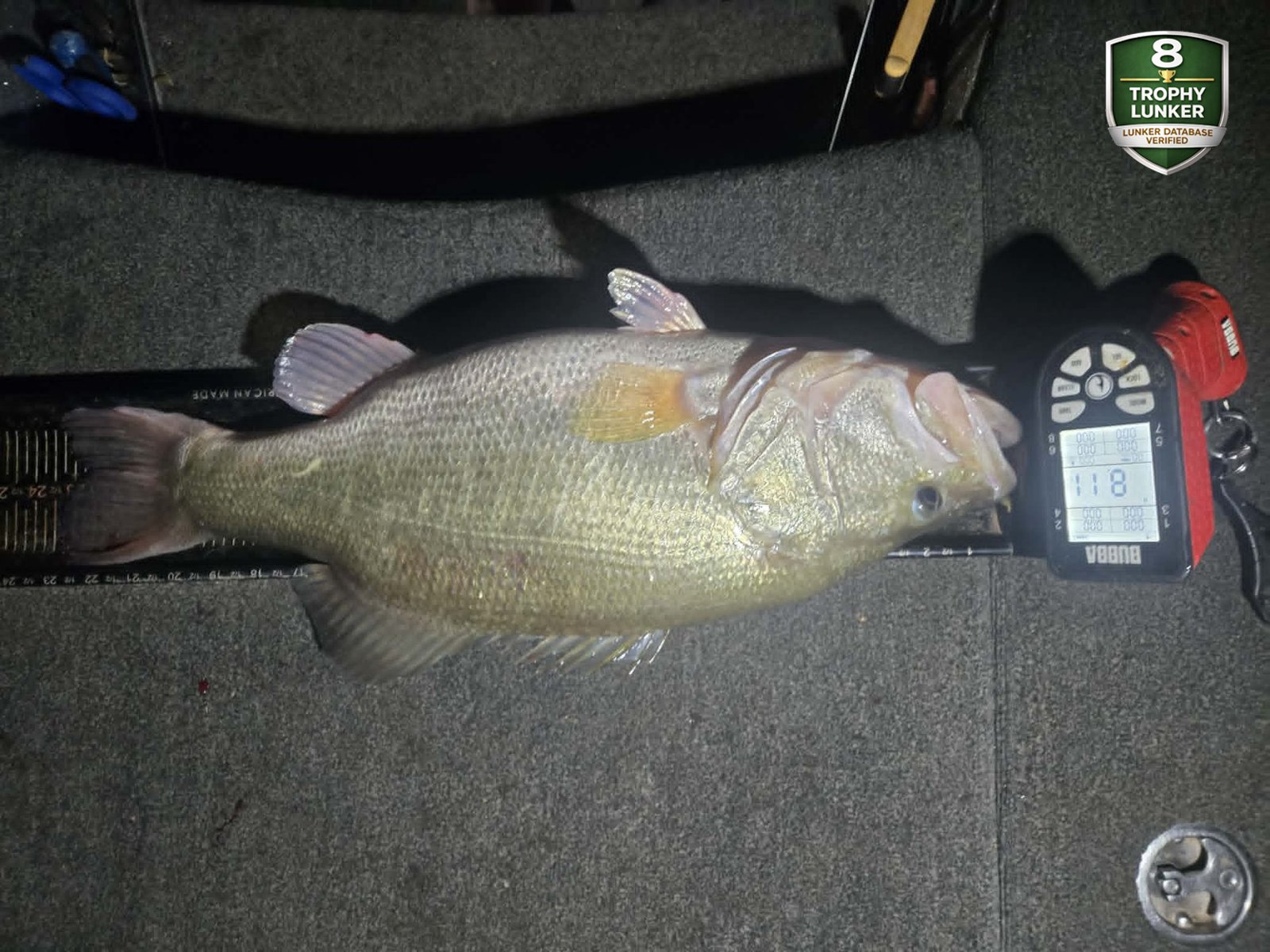 Largemouth Bass catch photo 3