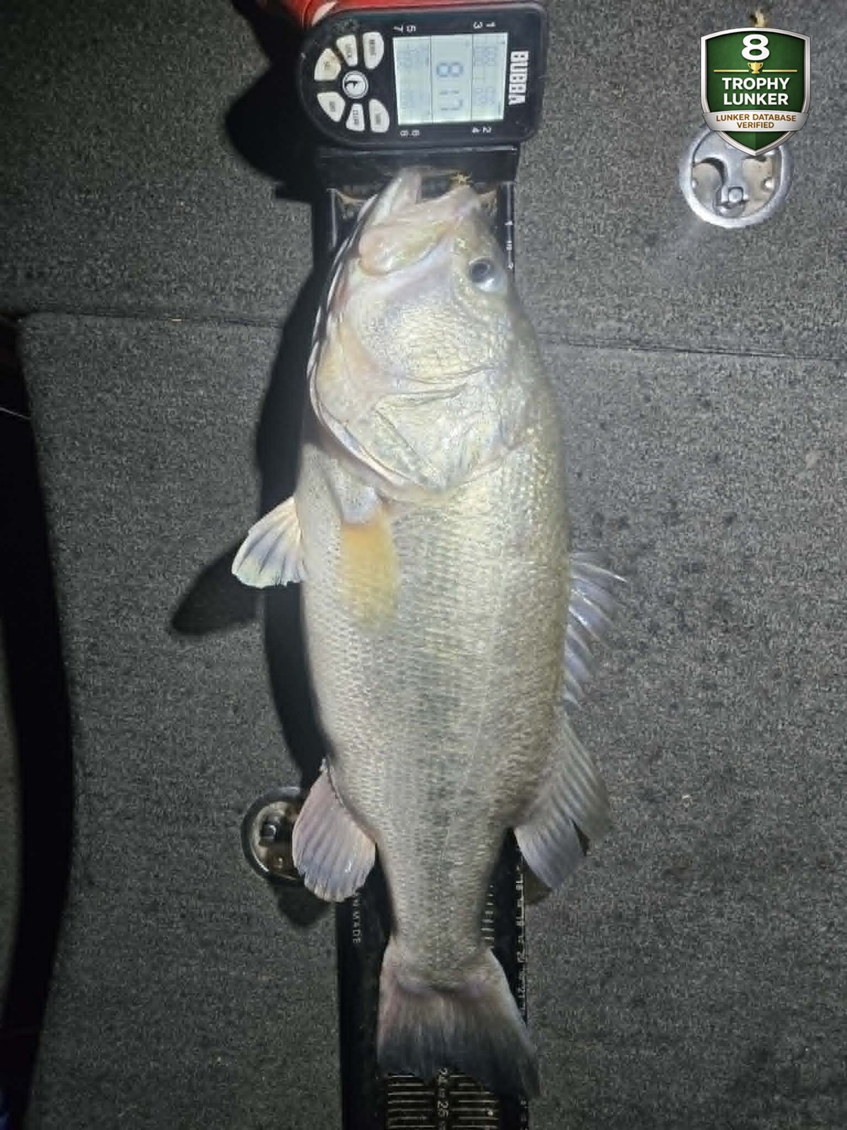 Largemouth Bass catch photo 3