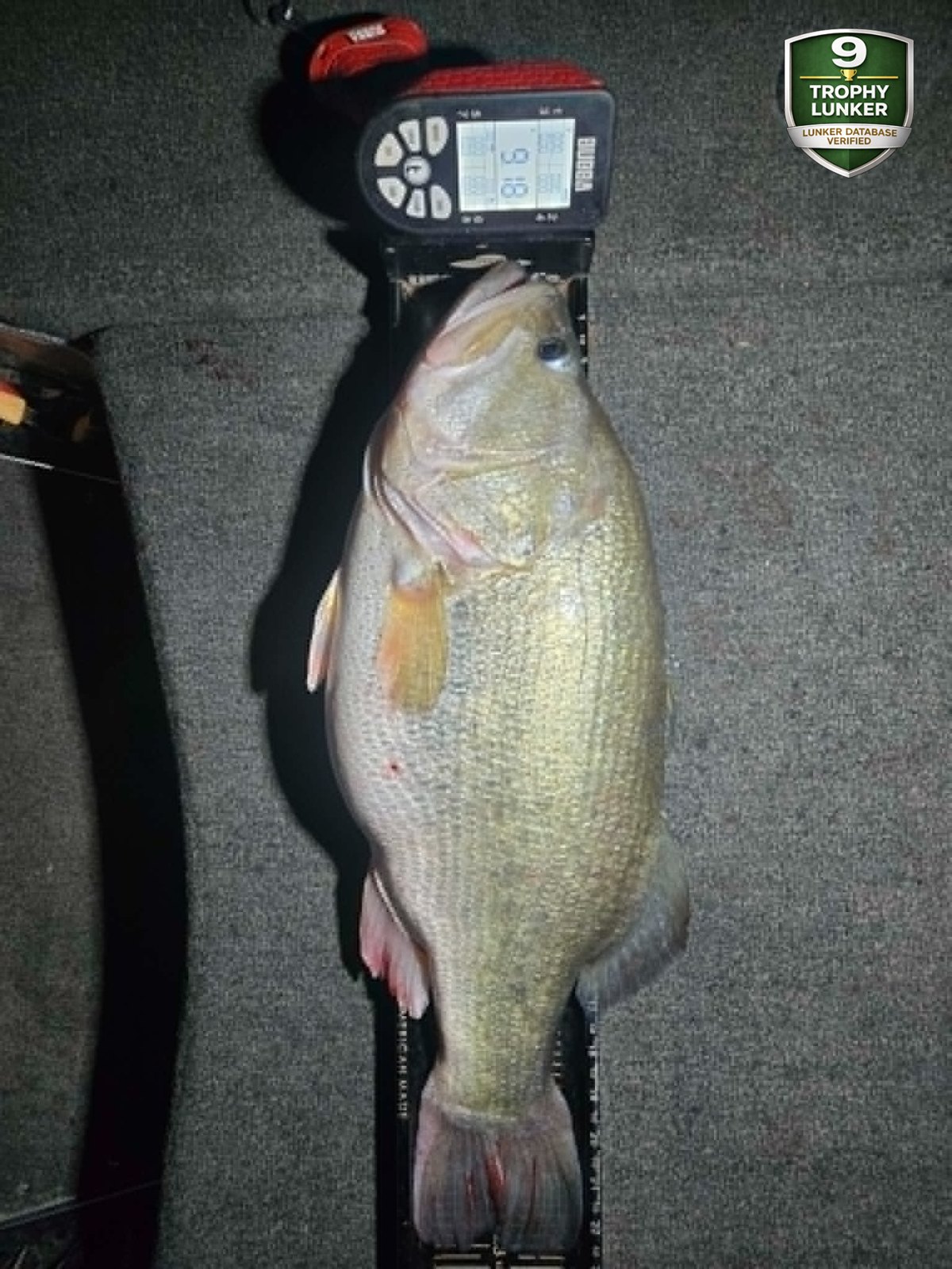 Largemouth Bass catch photo 3