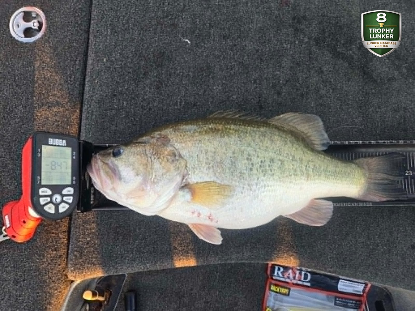 Largemouth Bass catch photo 3