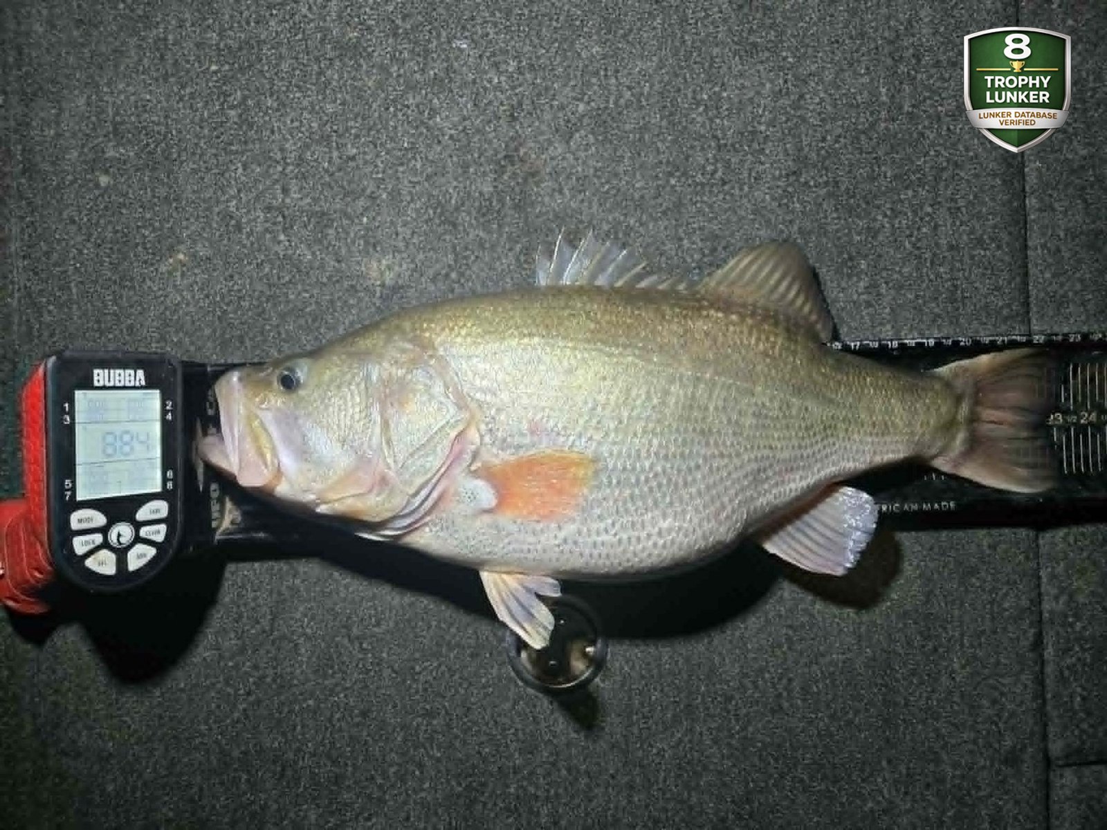 Largemouth Bass catch photo 3