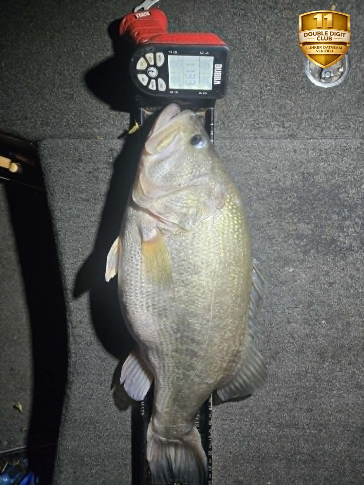 Largemouth Bass catch photo 3