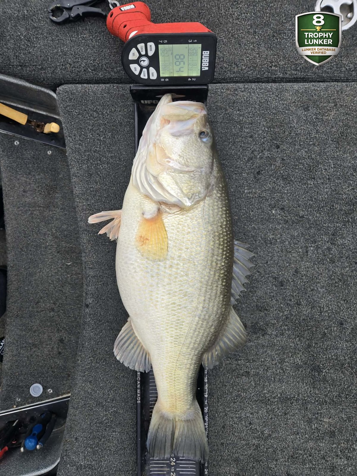 Largemouth Bass catch photo 3