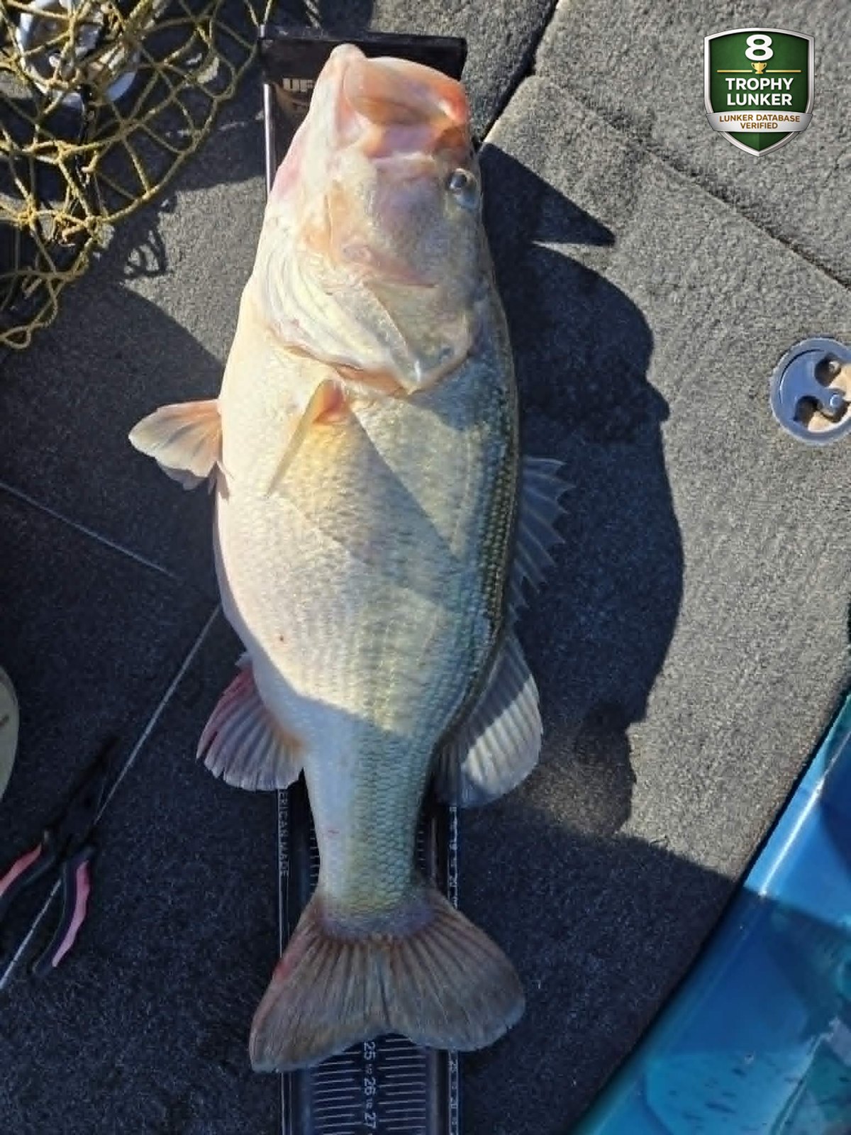 Largemouth Bass catch photo 3