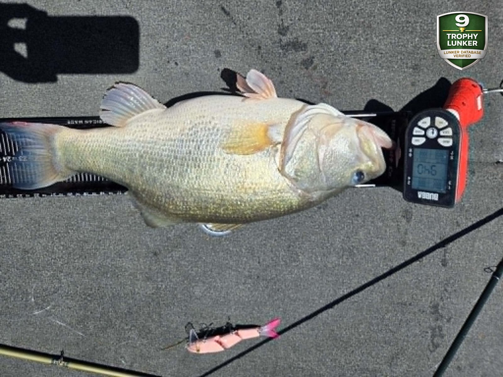 Largemouth Bass catch photo 3