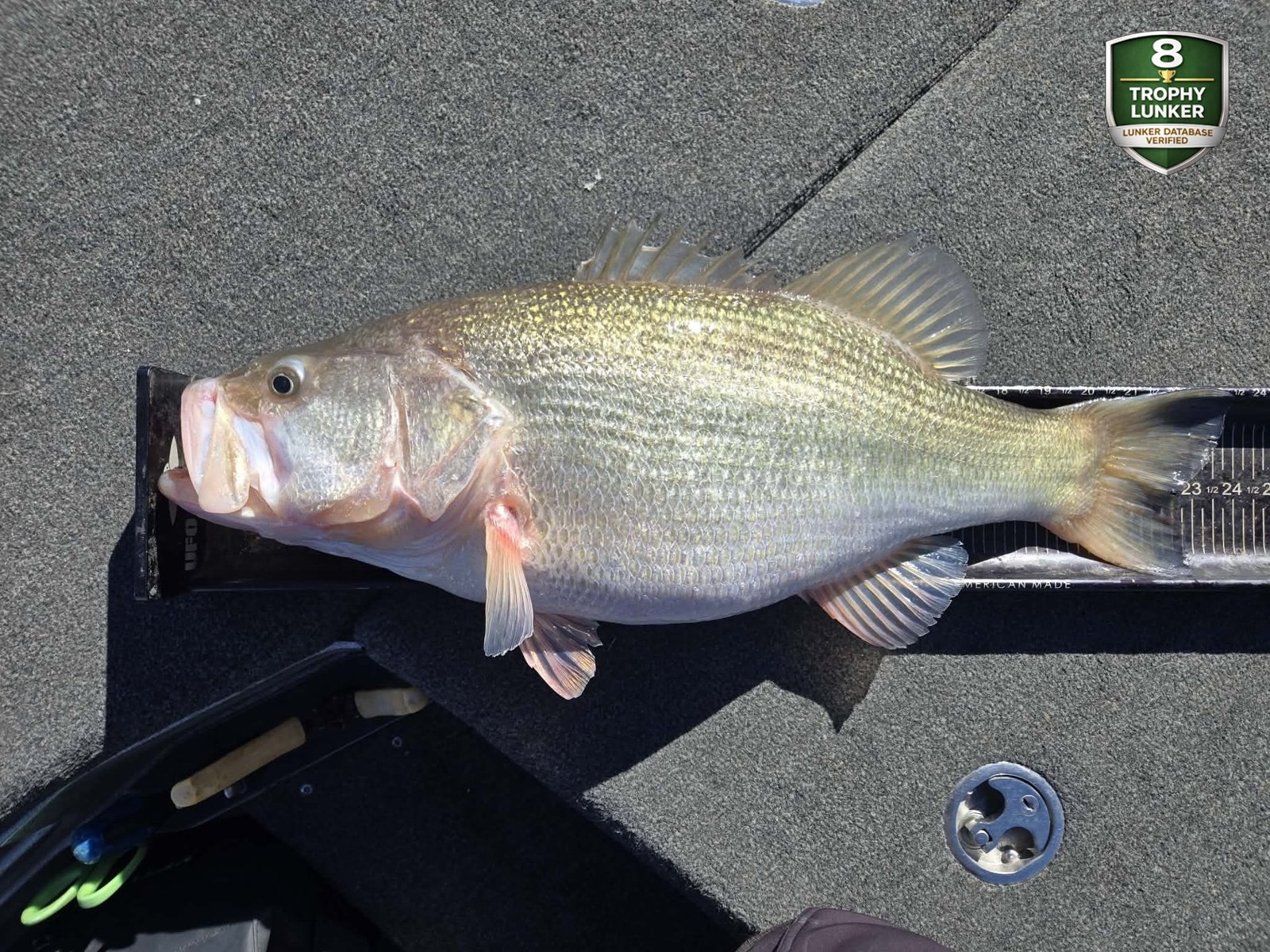 Largemouth Bass catch photo 3