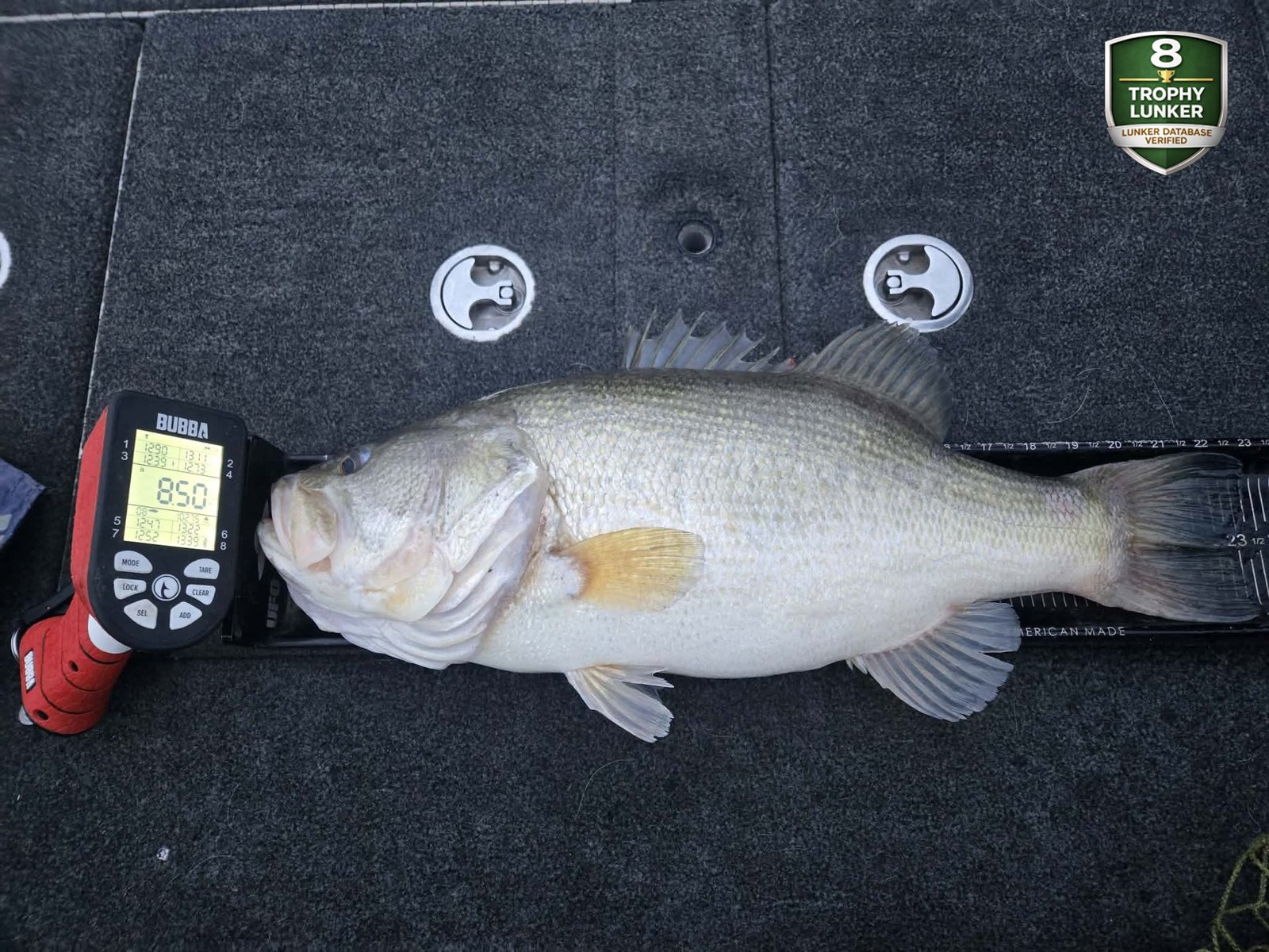 Largemouth Bass catch photo 3