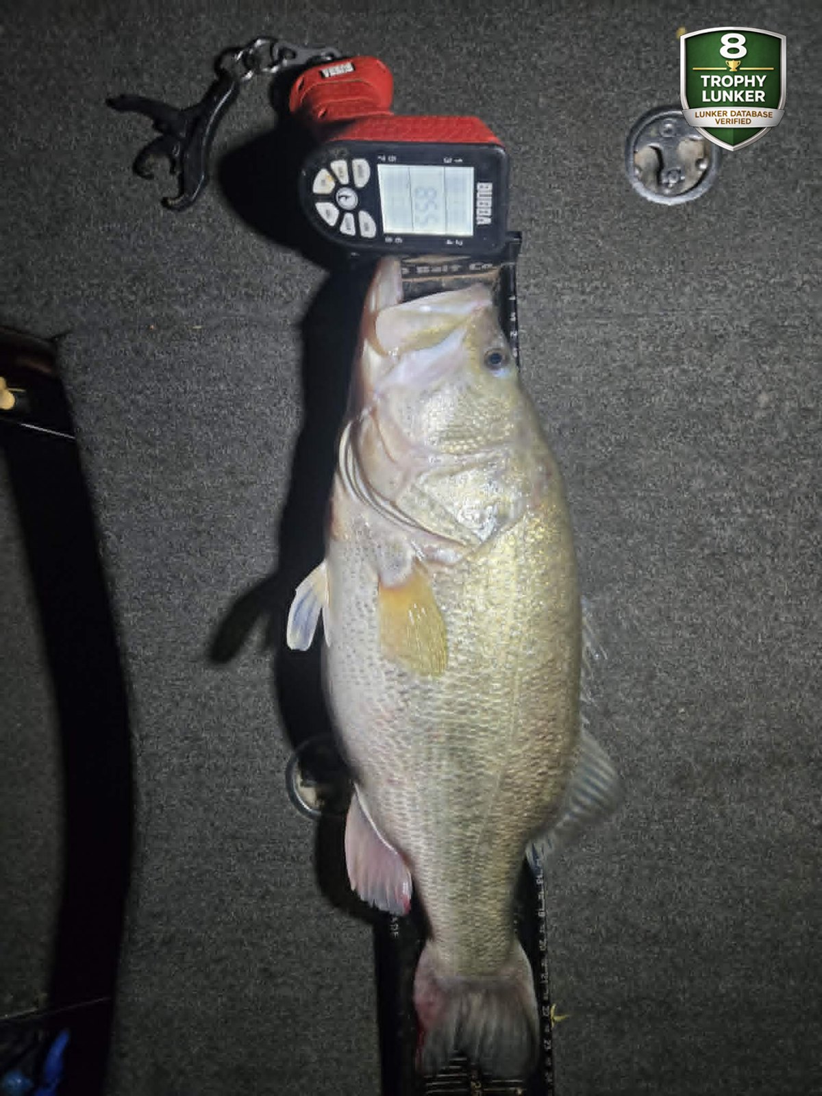 Largemouth Bass catch photo 3