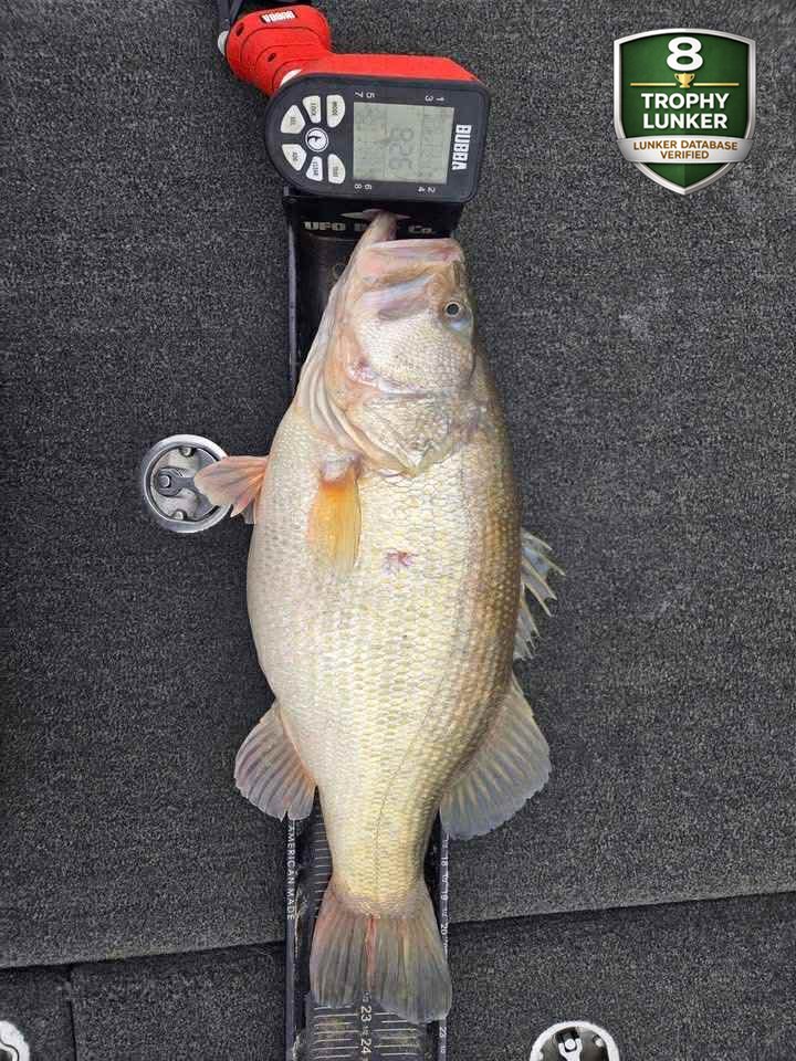 Largemouth Bass catch photo 3