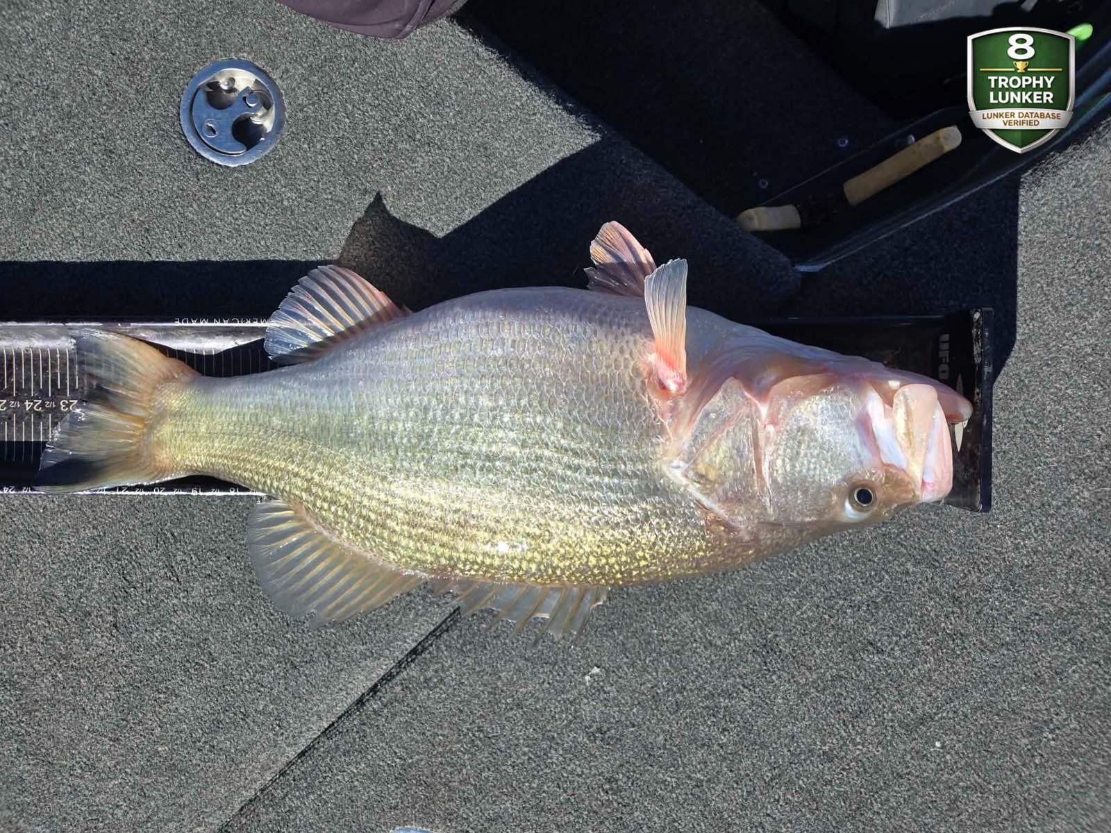 Largemouth Bass catch photo 3
