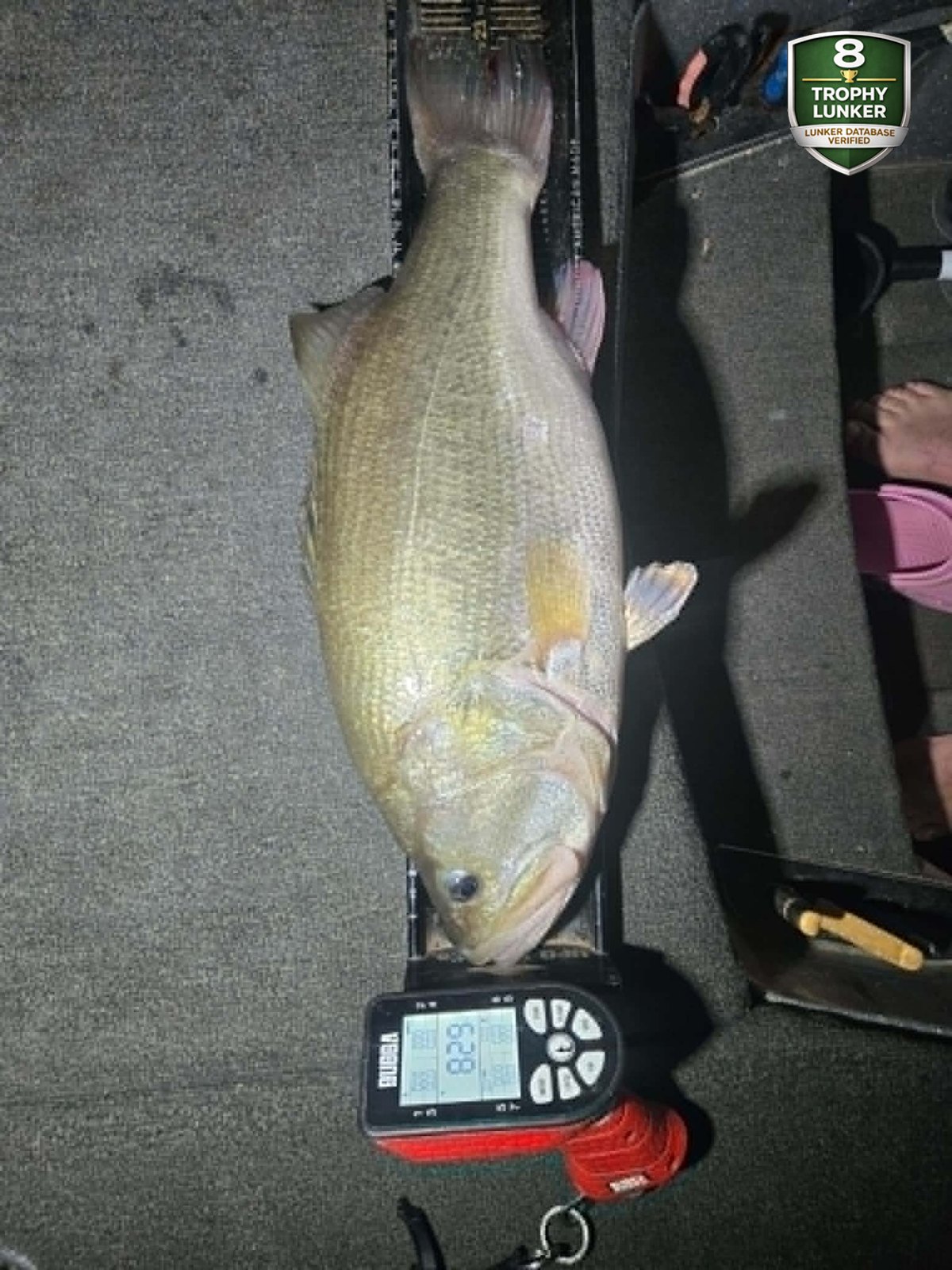 Largemouth Bass catch photo 3