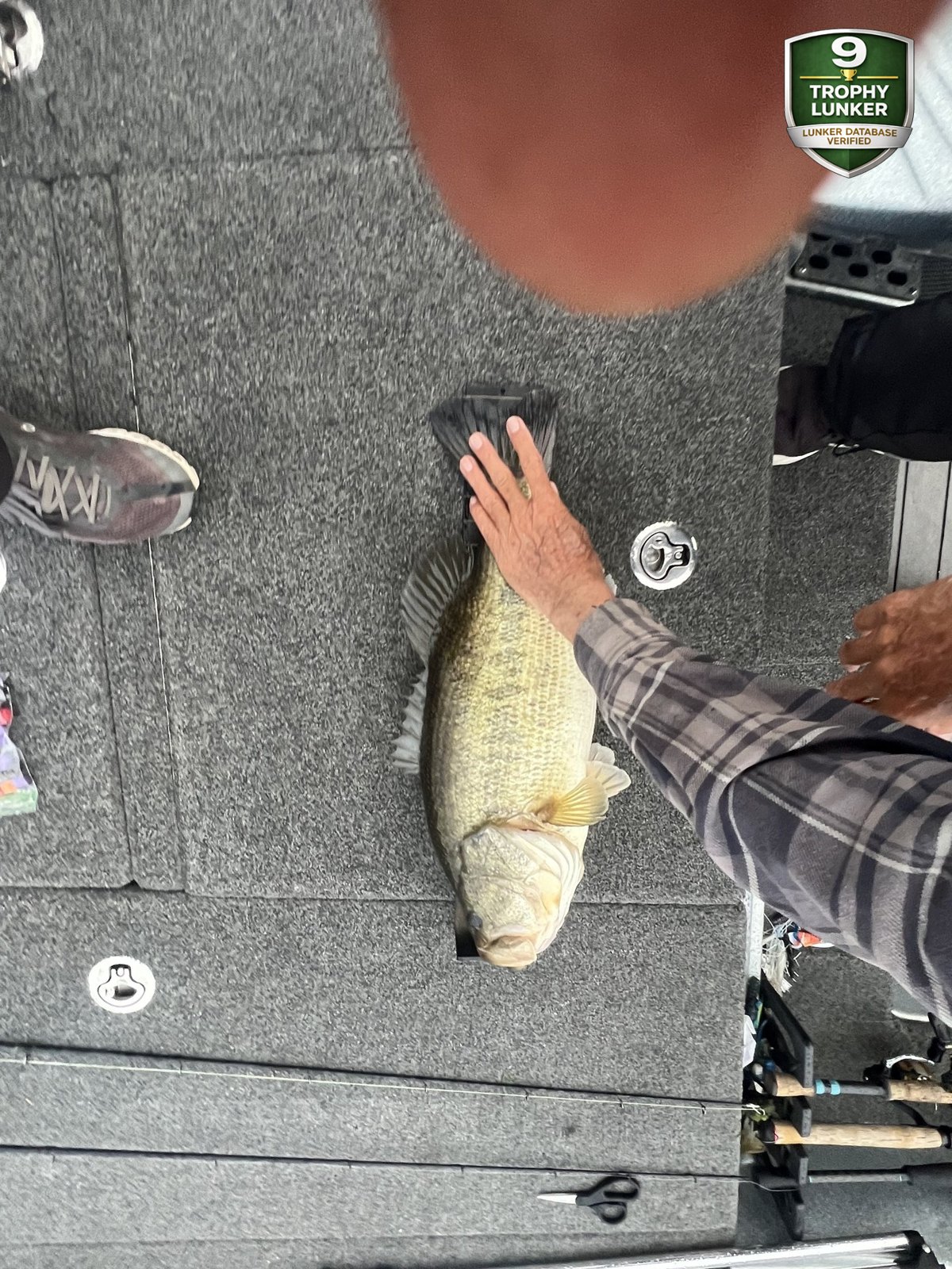 Largemouth Bass catch photo 3