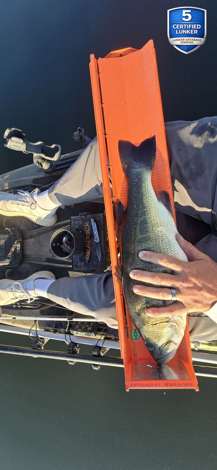 Largemouth Bass catch photo 3