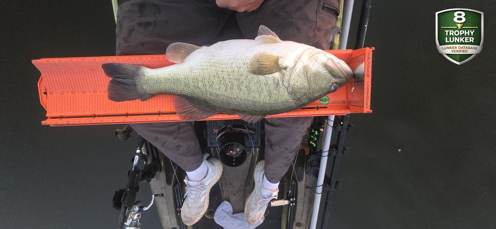 Largemouth Bass catch photo 3