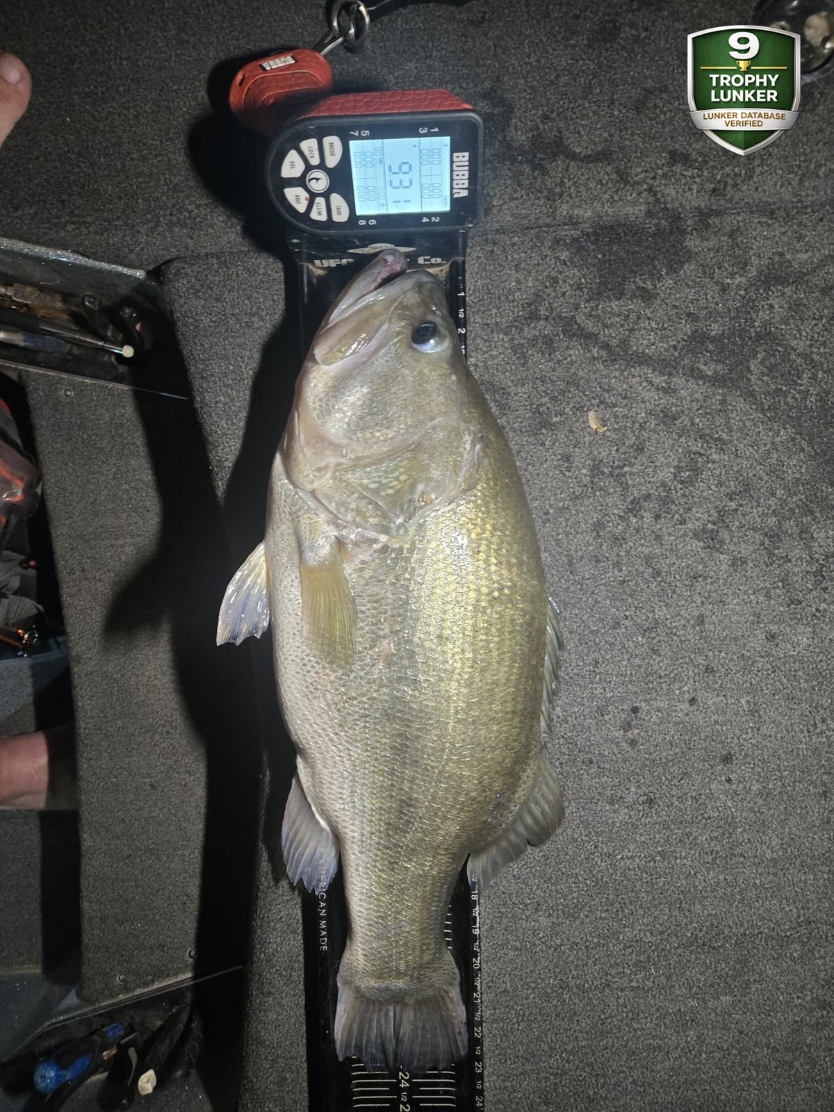 Largemouth Bass catch photo 3