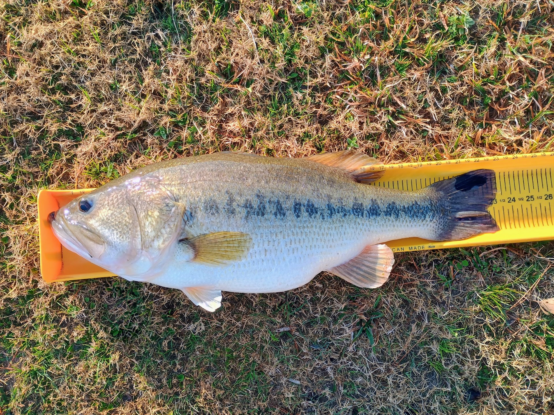 Largemouth Bass