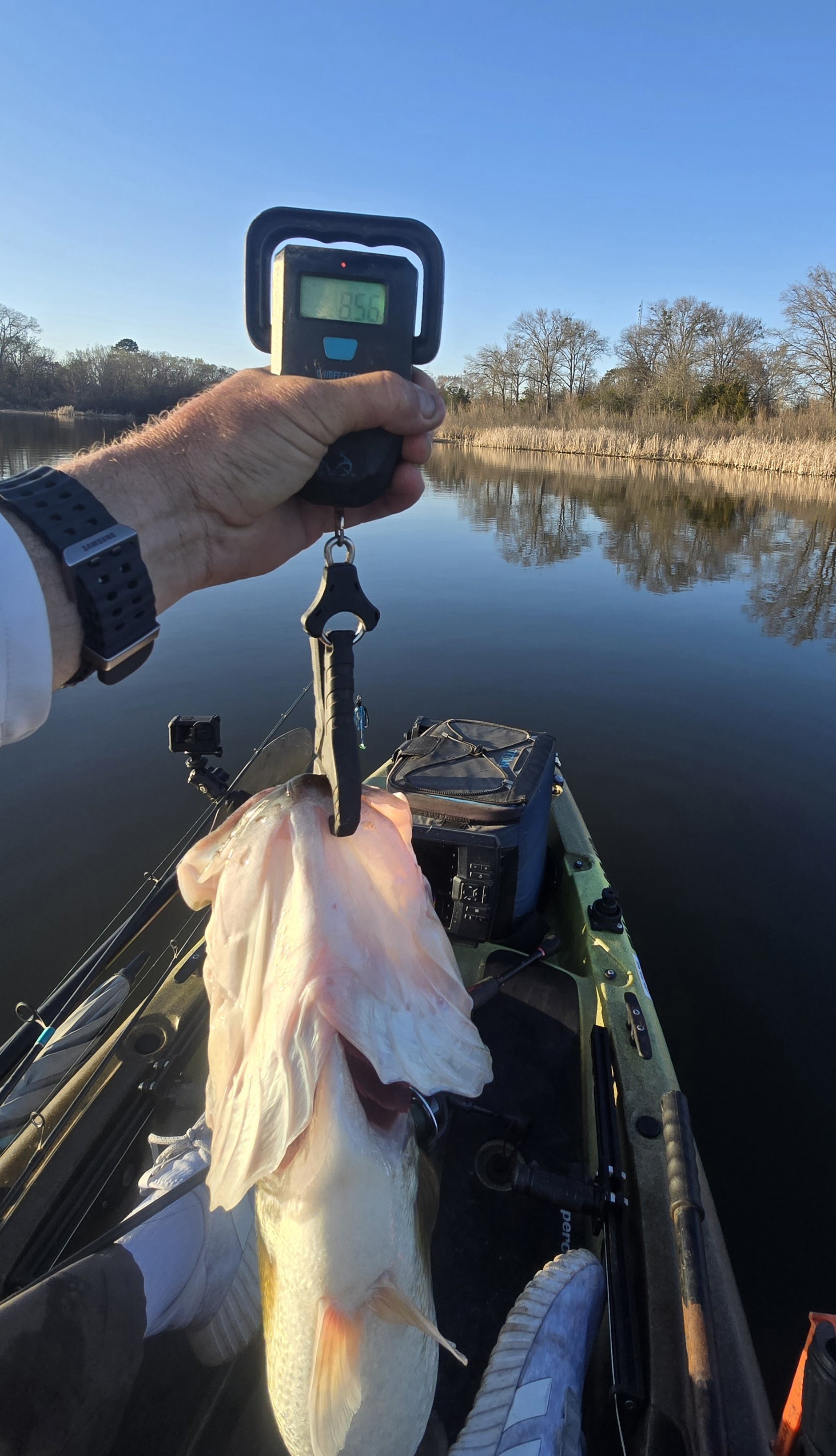 Largemouth Bass