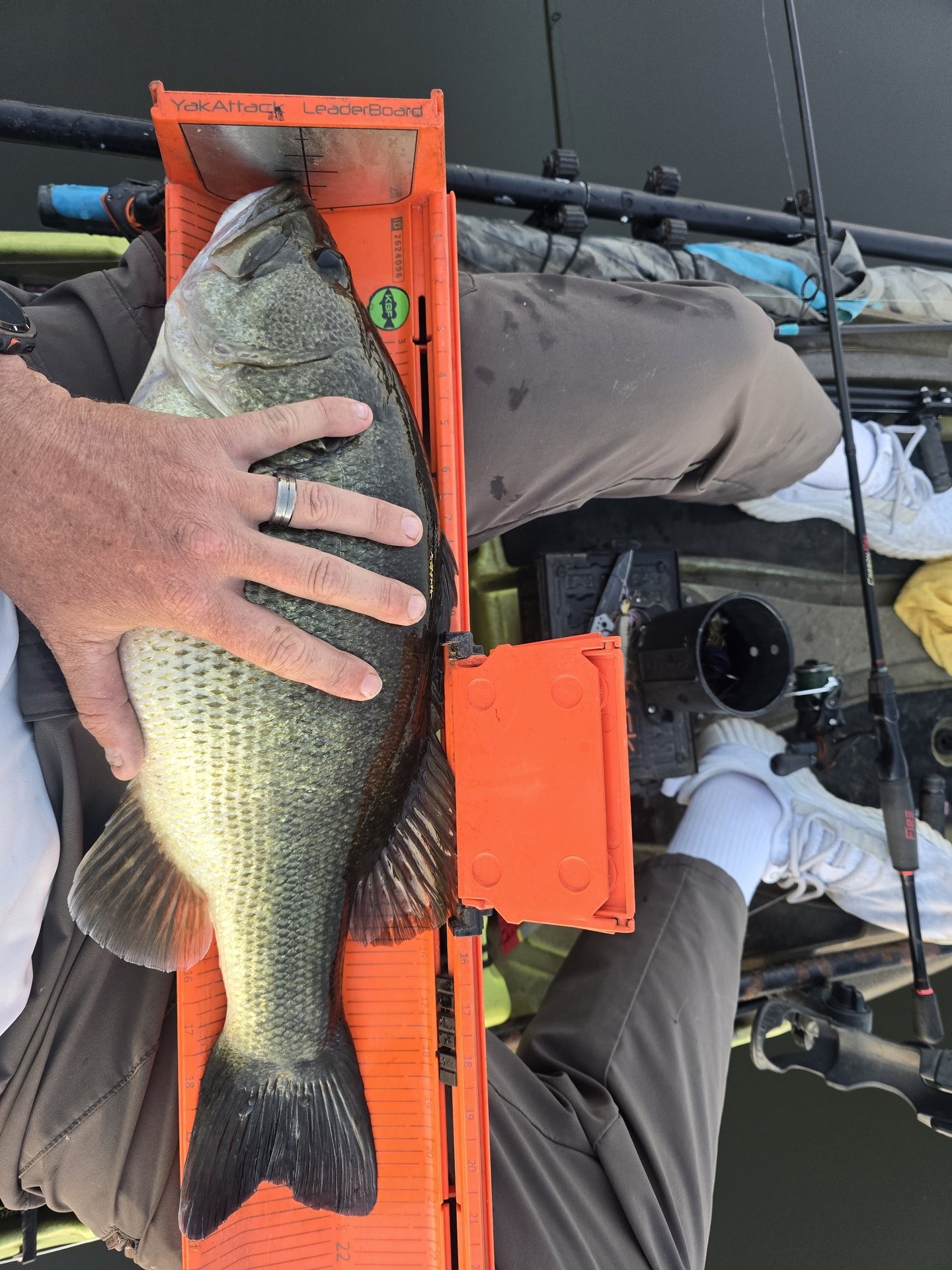 Largemouth Bass
