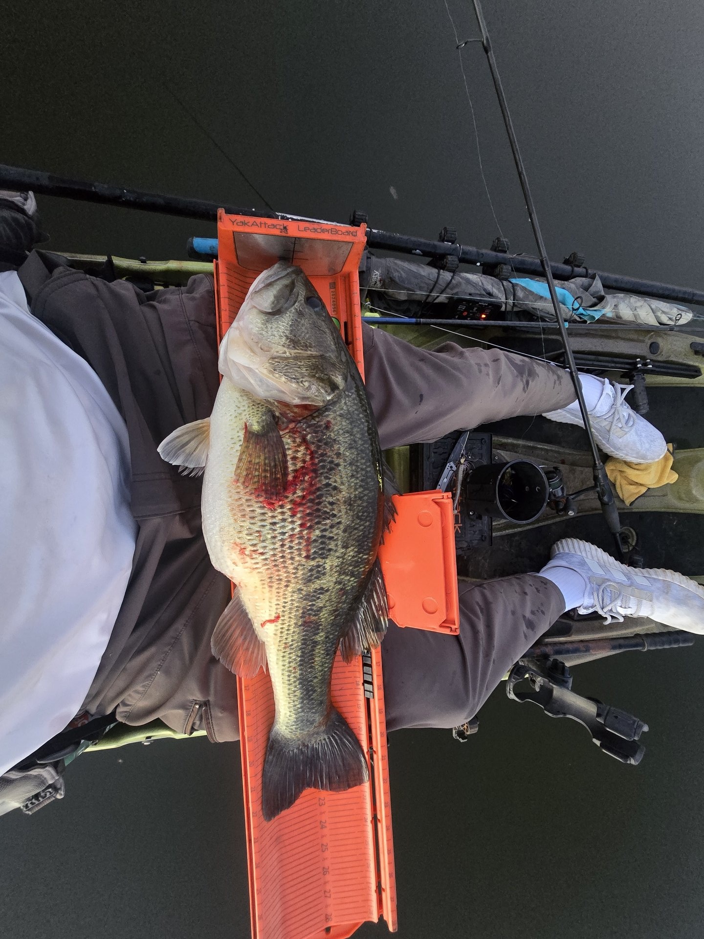 Largemouth Bass