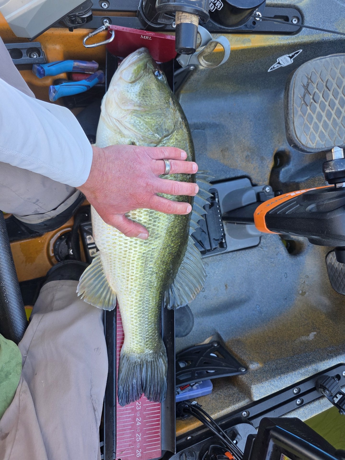 Largemouth Bass