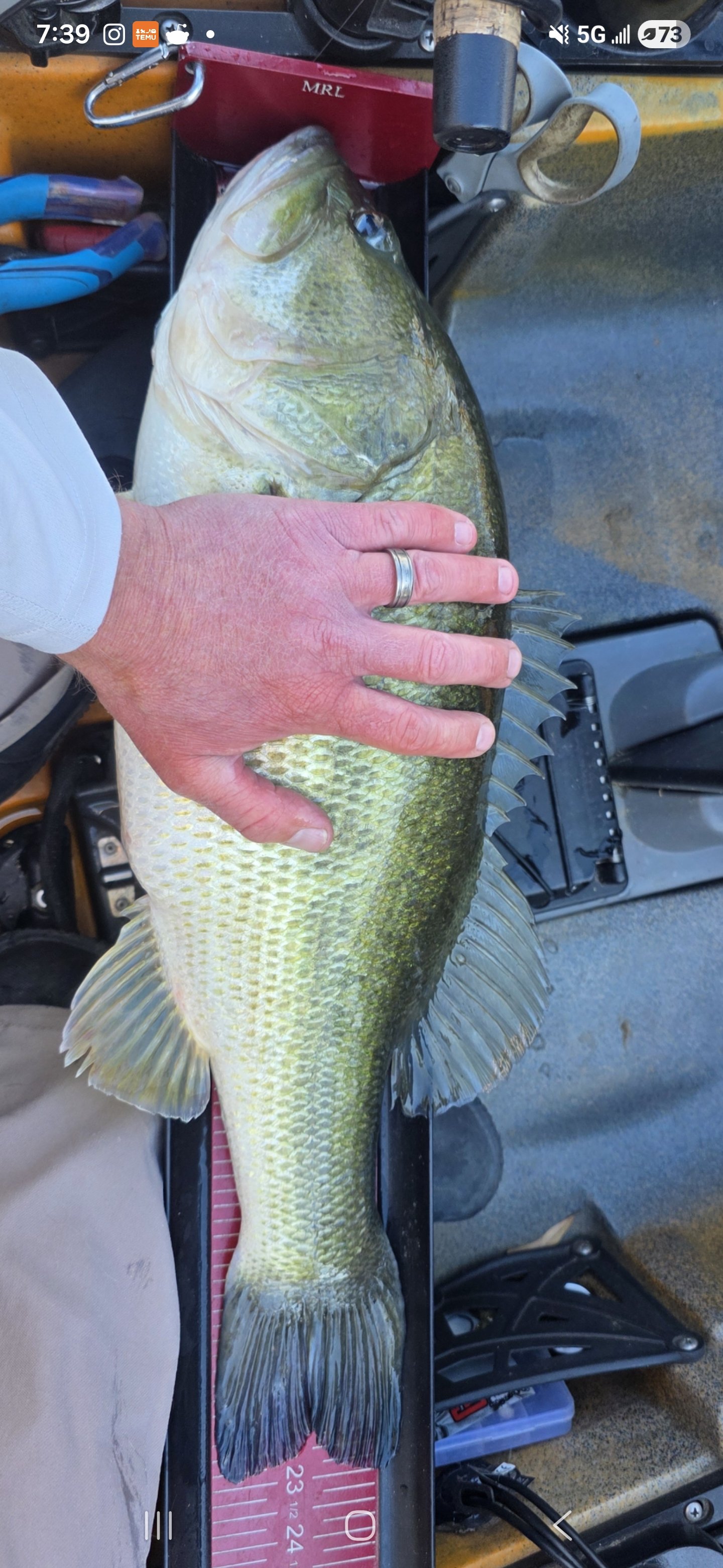 Largemouth Bass