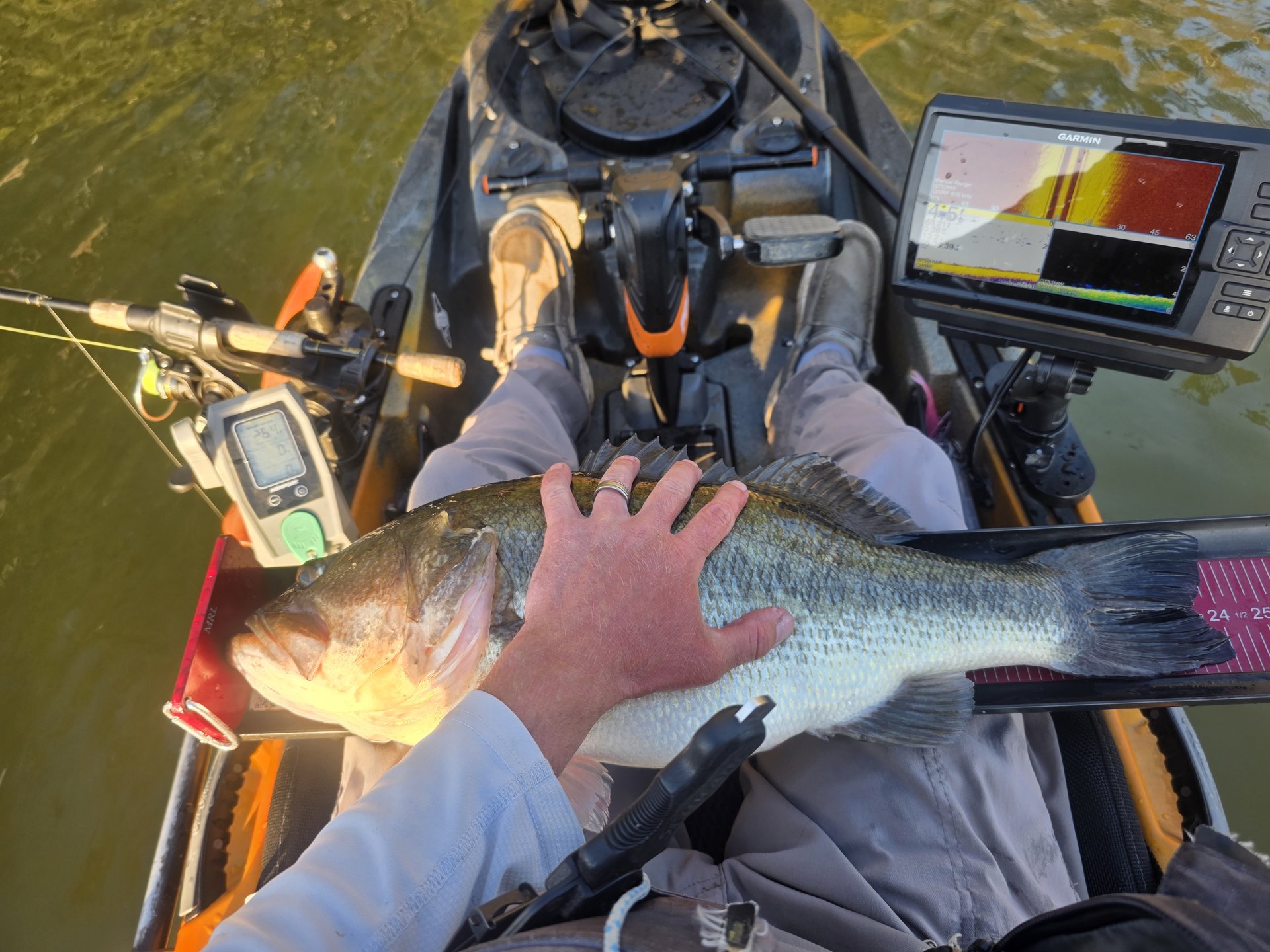 Largemouth Bass