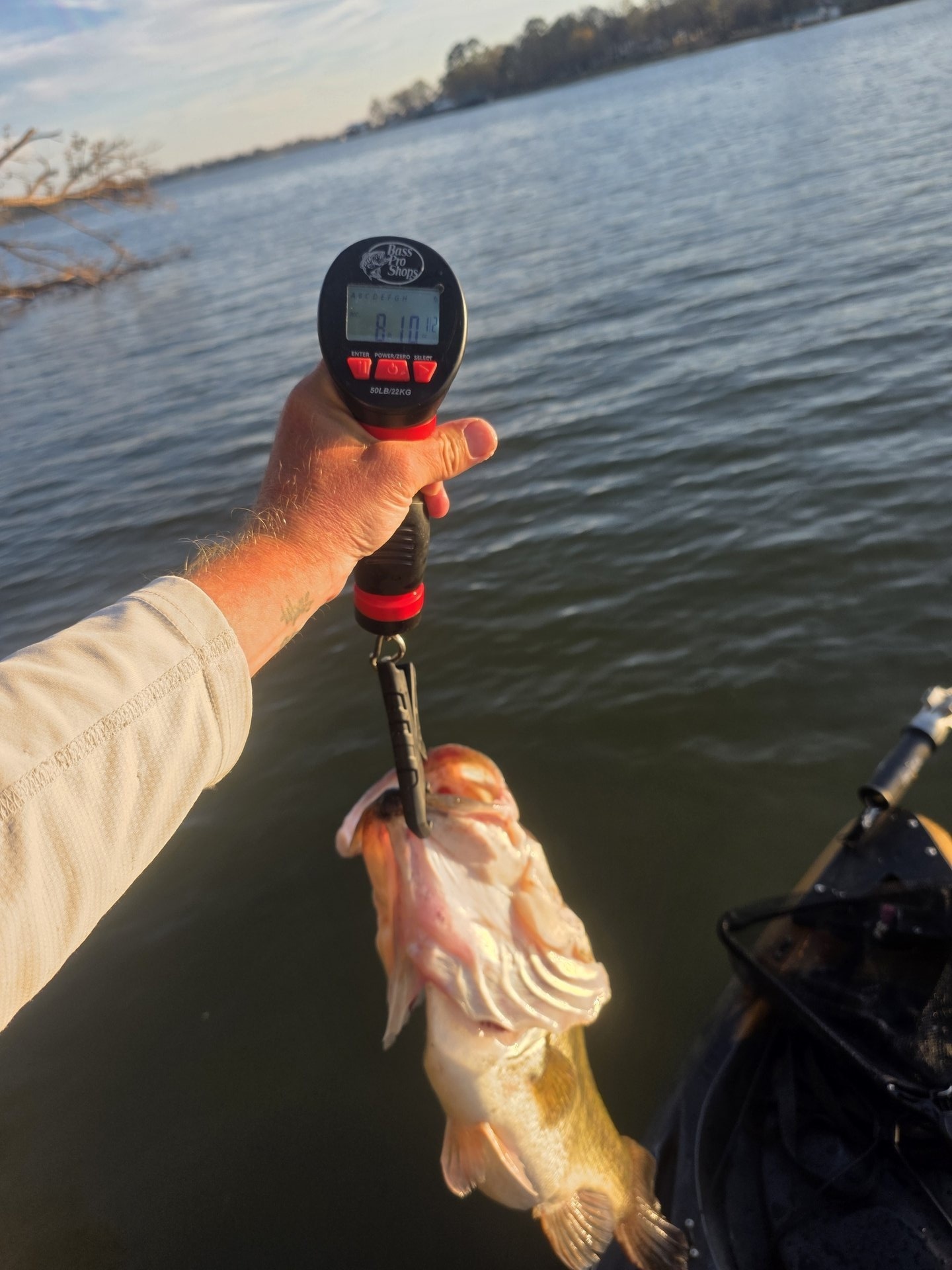 Largemouth Bass