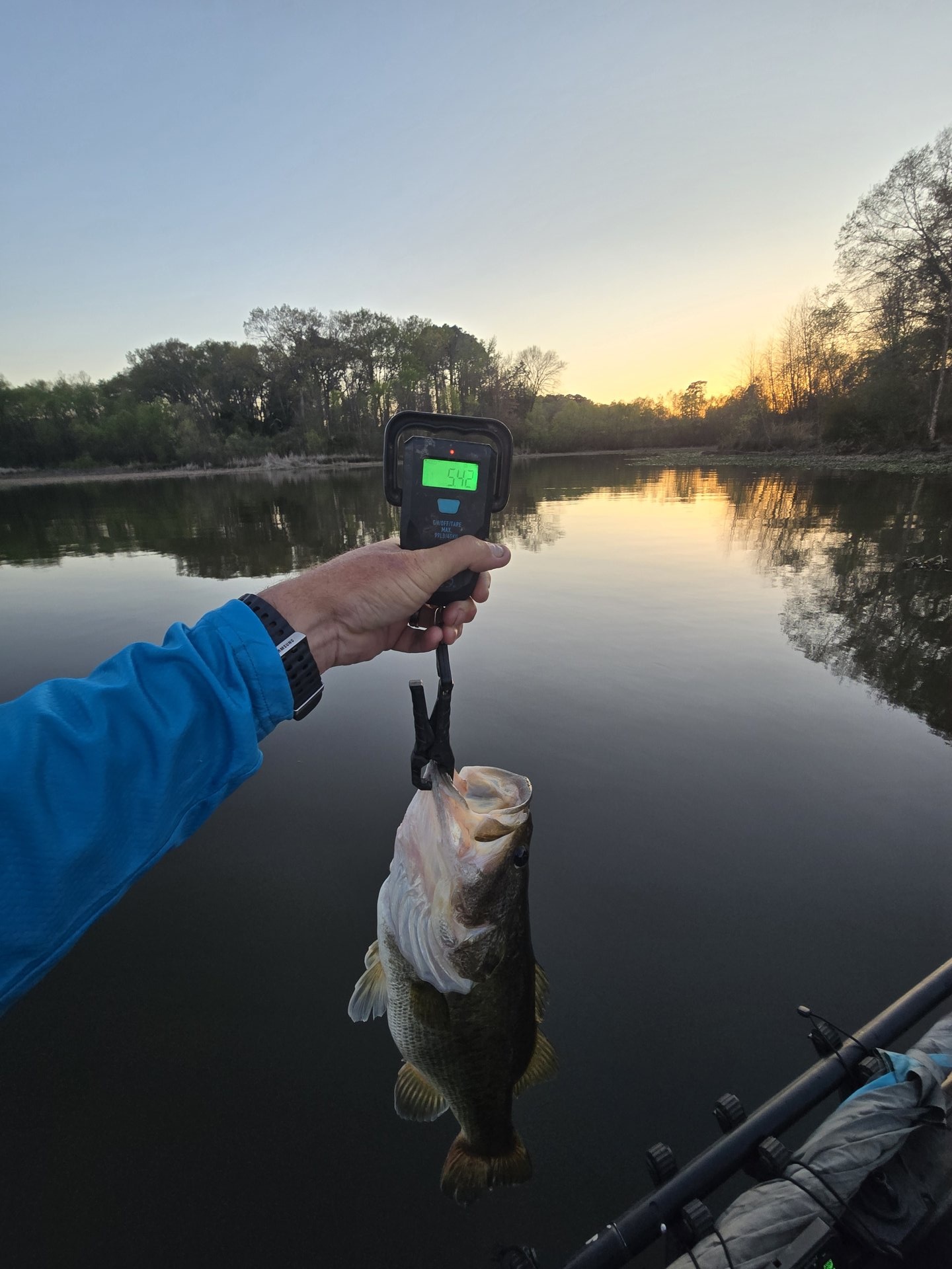 Largemouth Bass