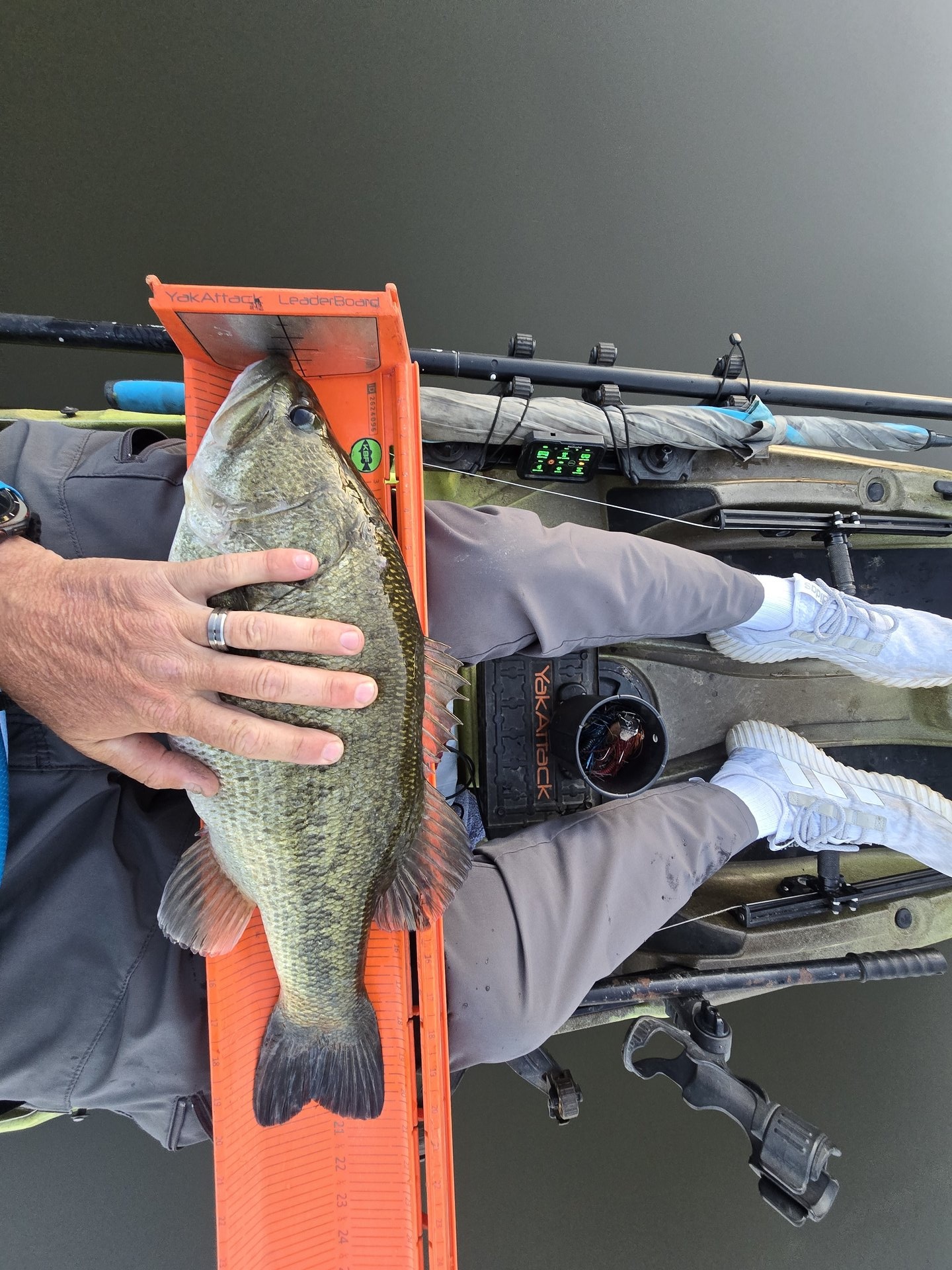 Largemouth Bass