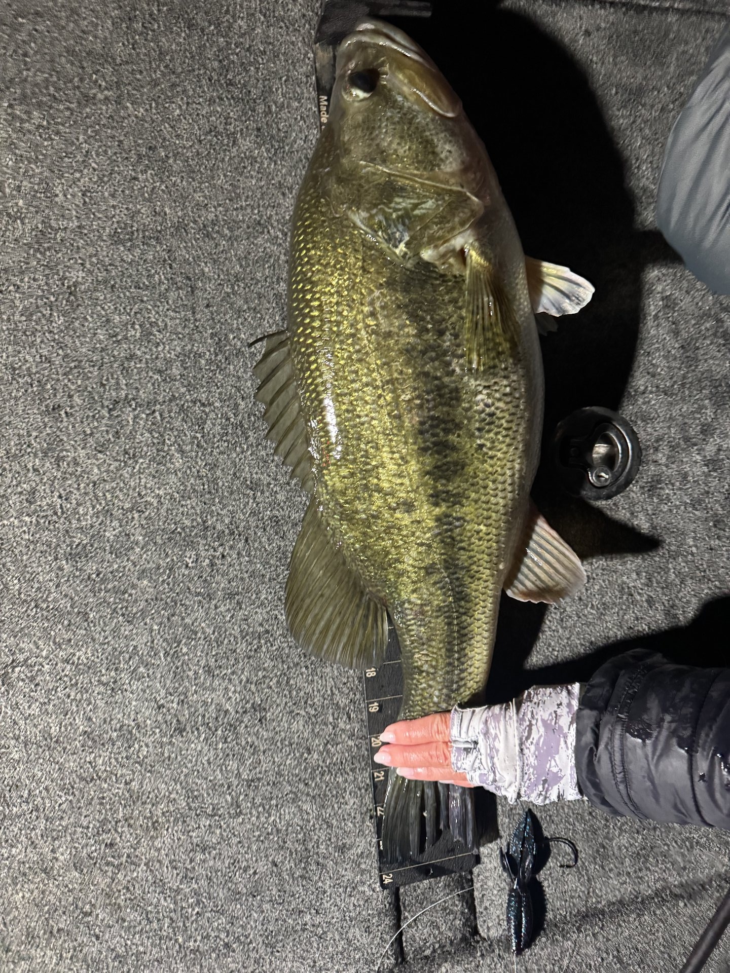 Largemouth Bass