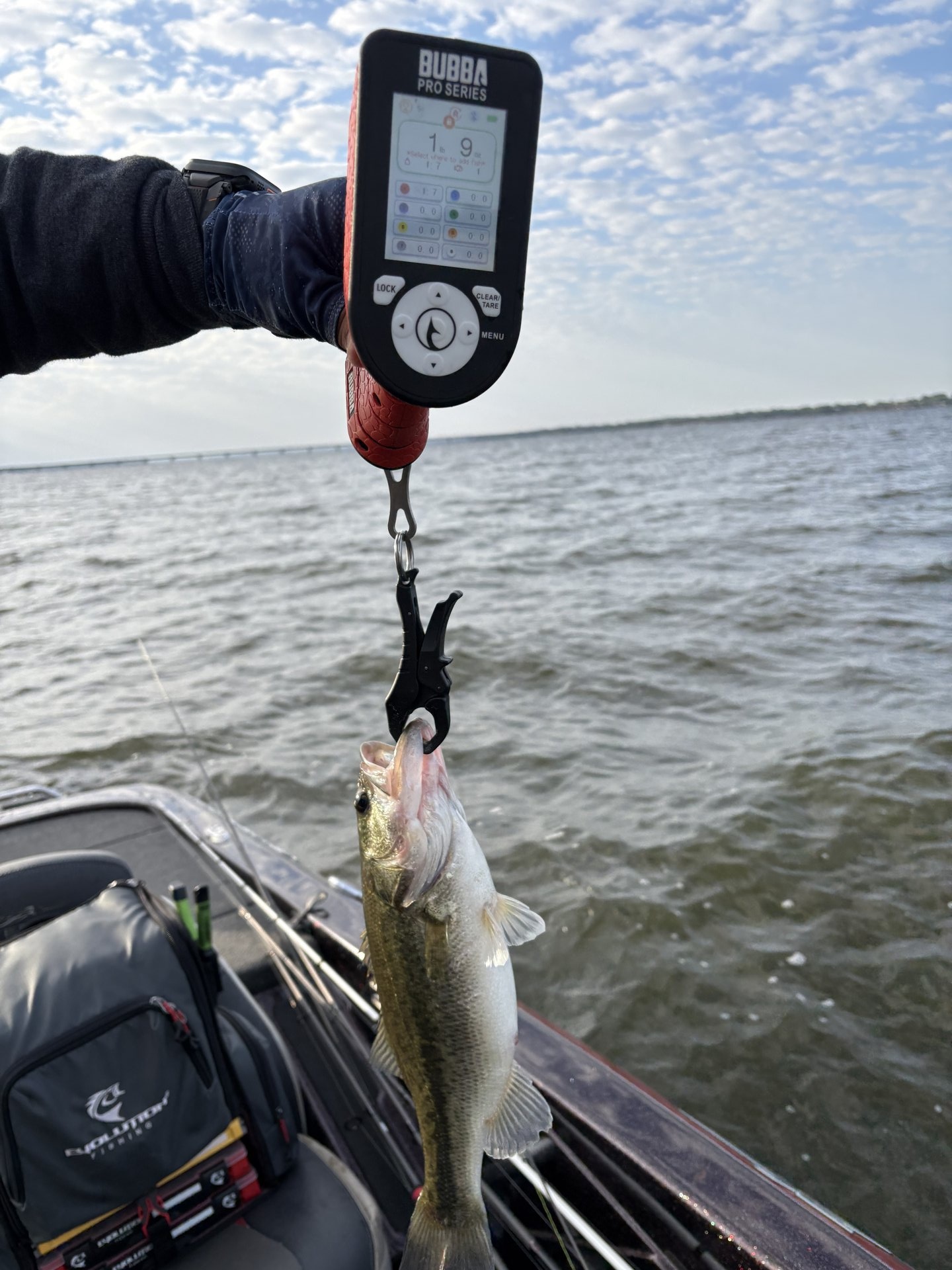 Largemouth Bass catch photo 2