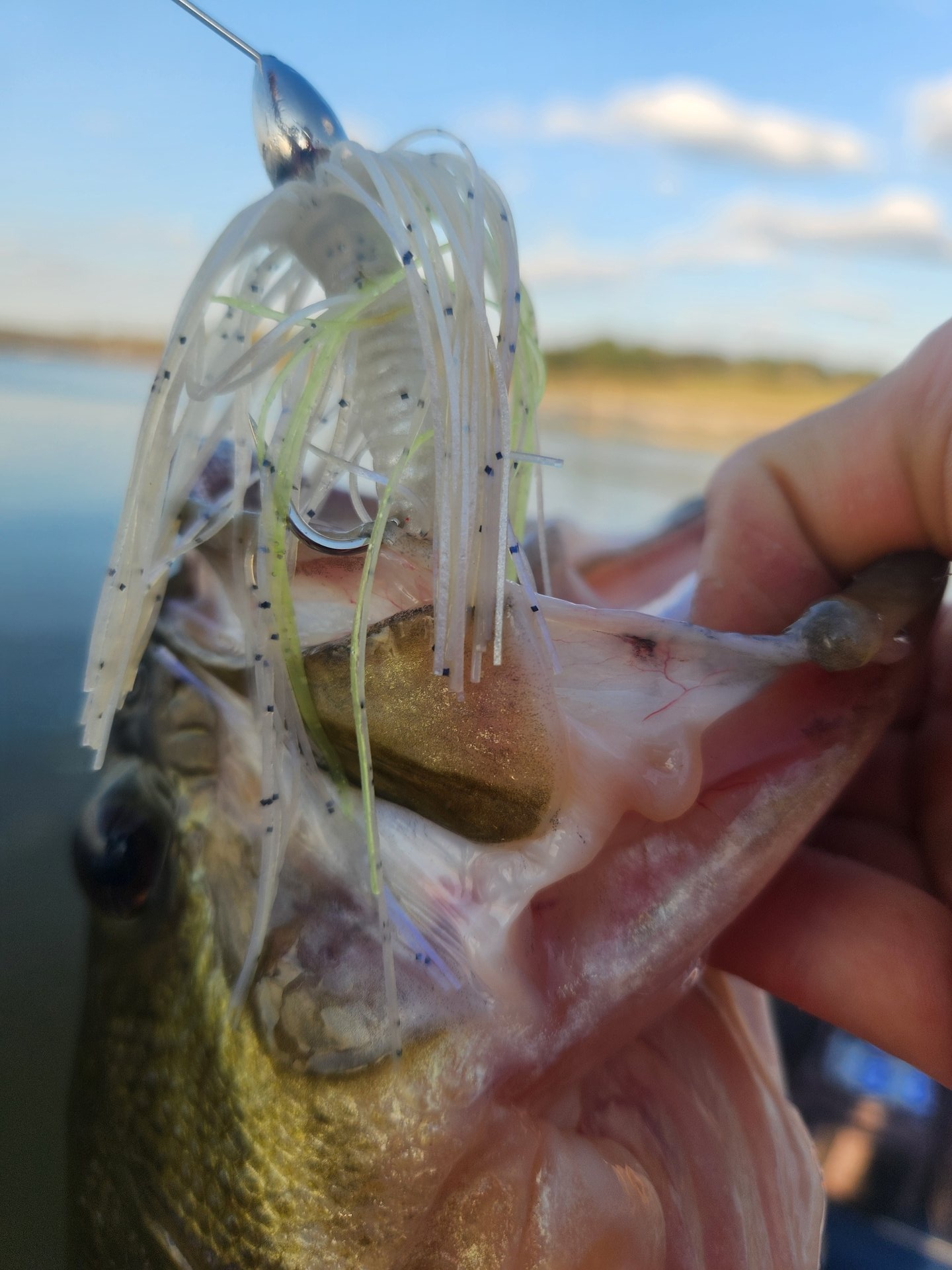 Largemouth Bass