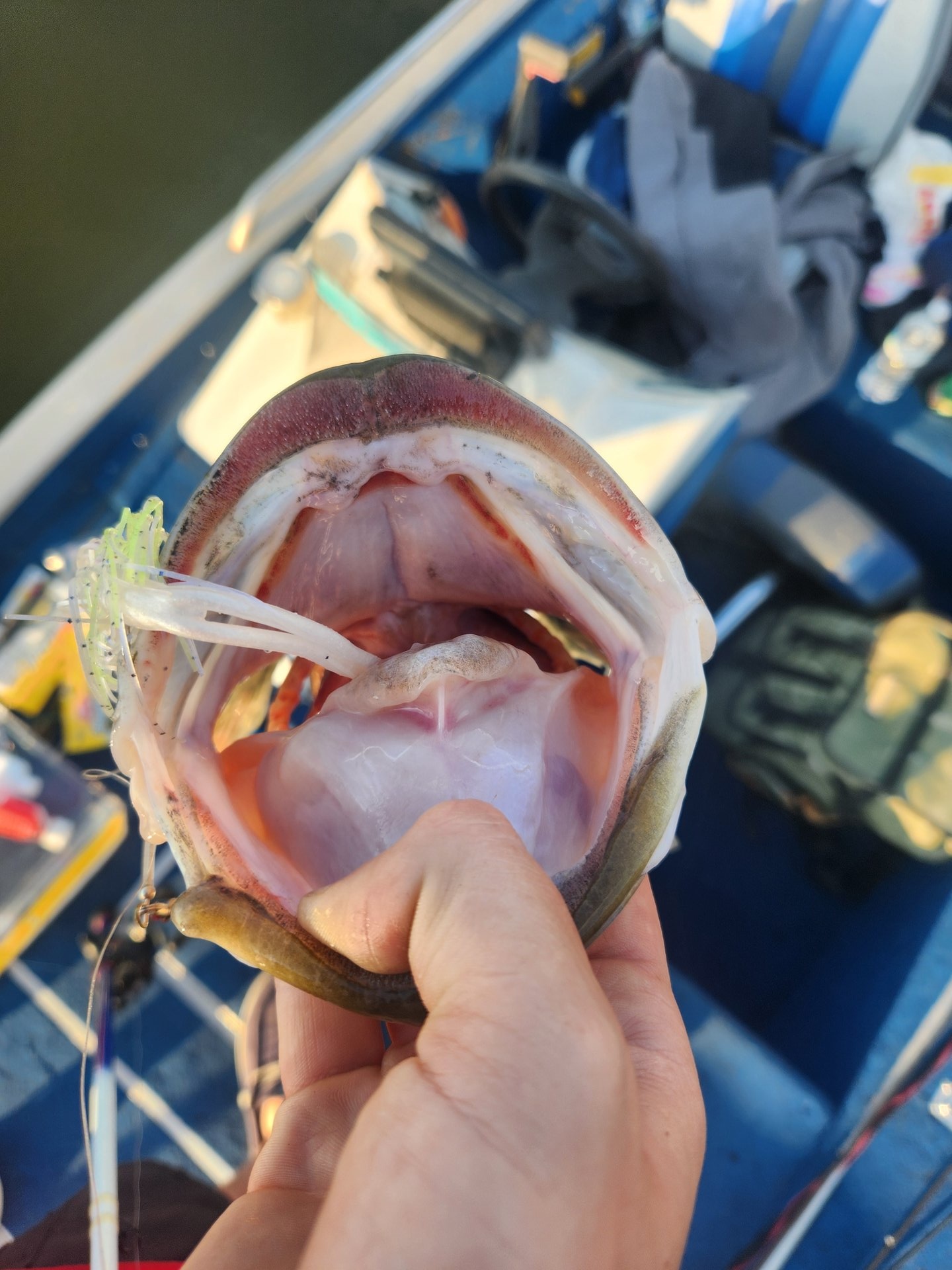 Largemouth Bass