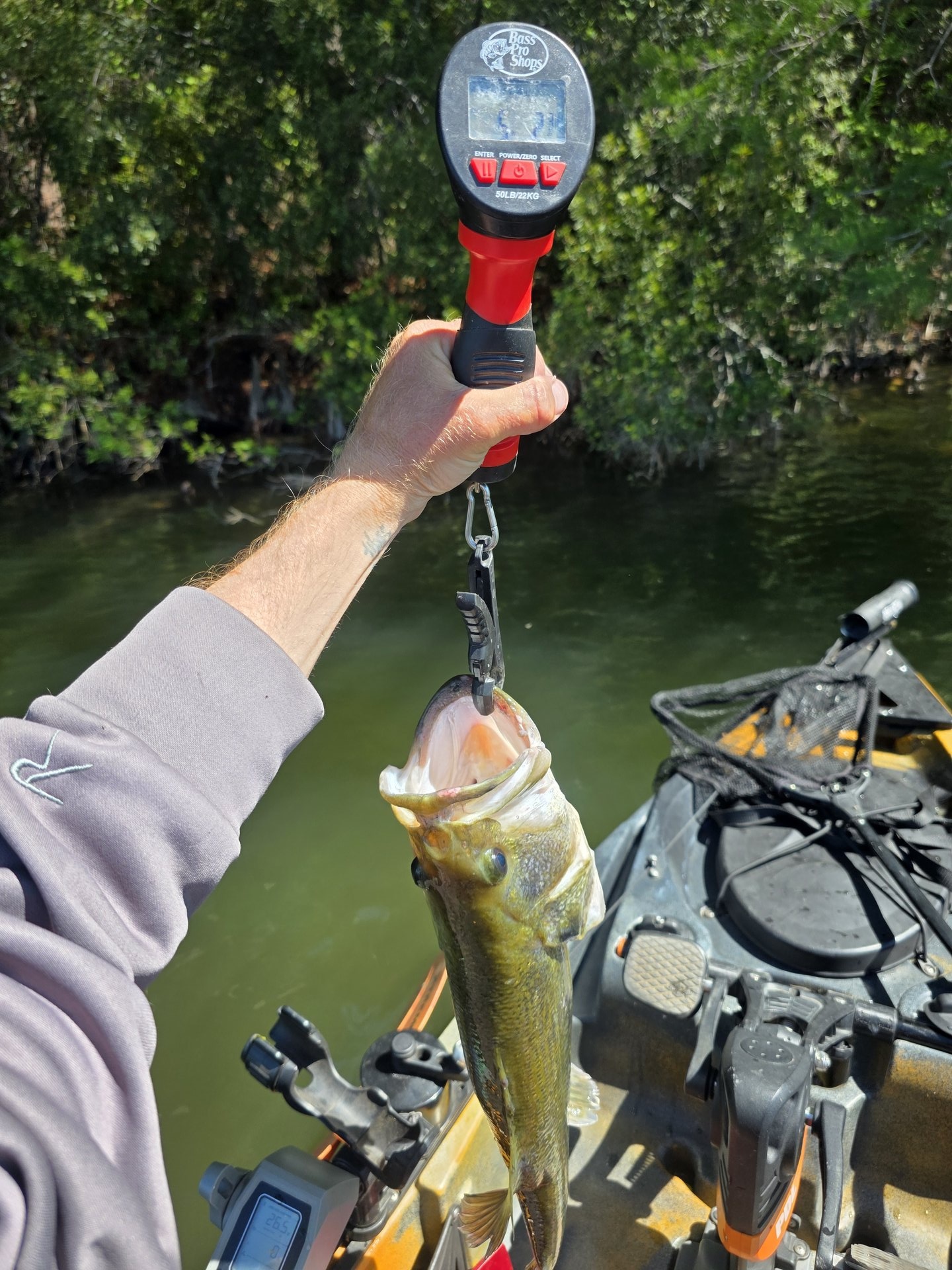 Largemouth Bass