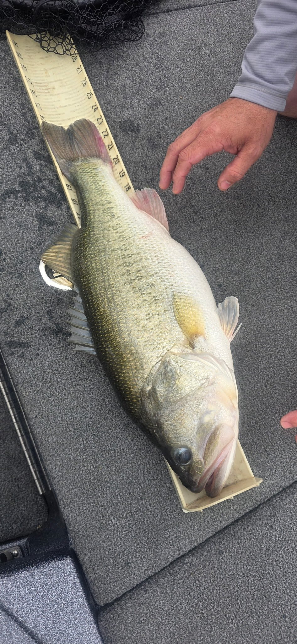 Largemouth Bass