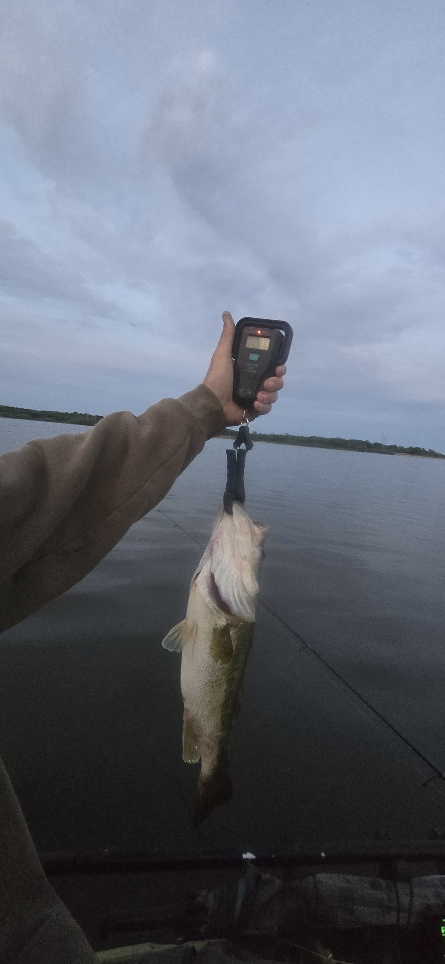 Largemouth Bass