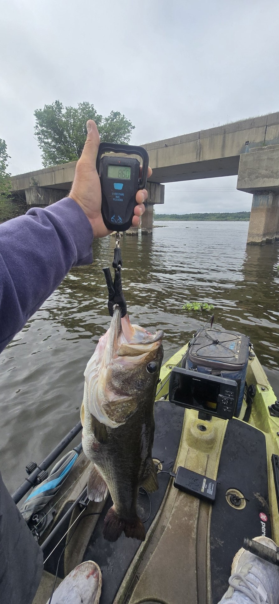 Largemouth Bass