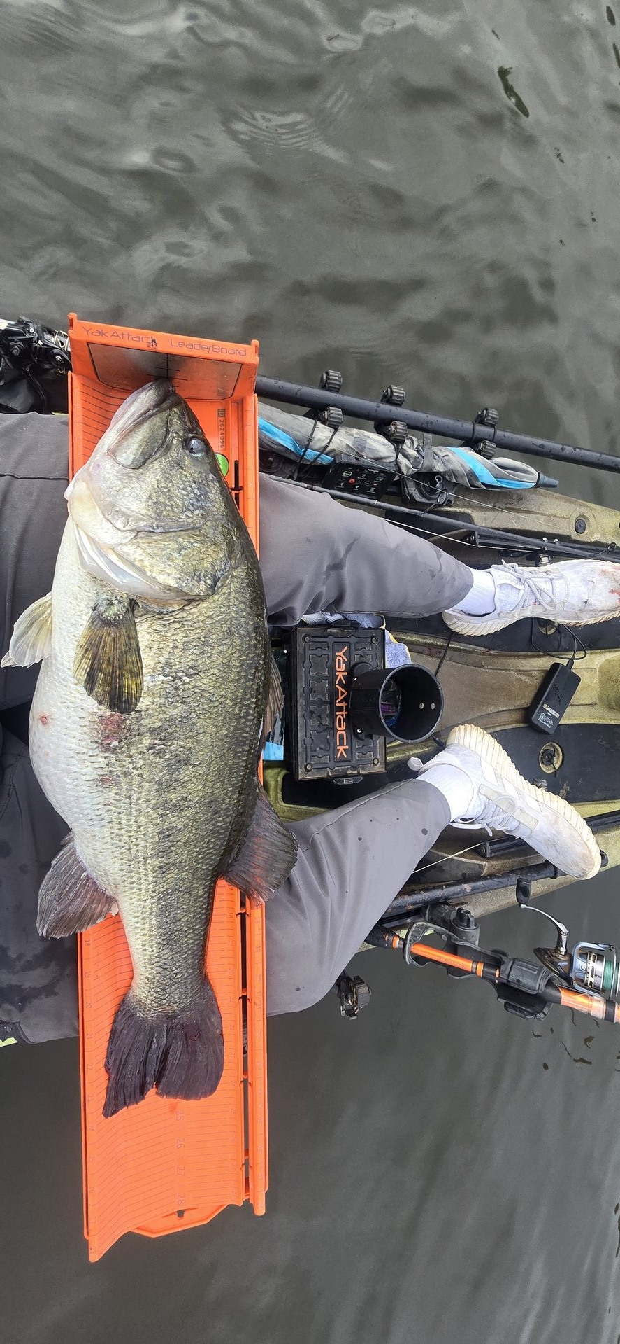 Largemouth Bass